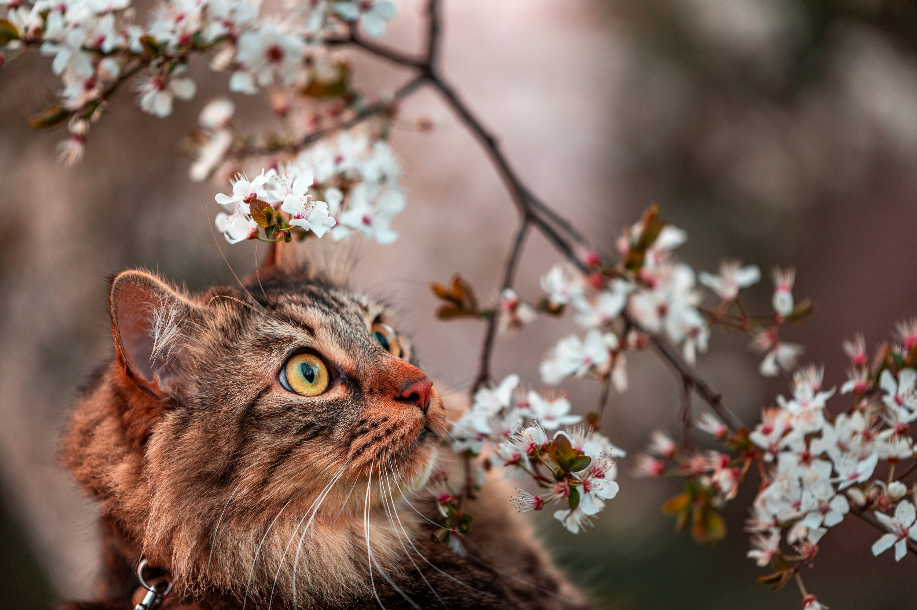 Brown tabby cat under white flowers
