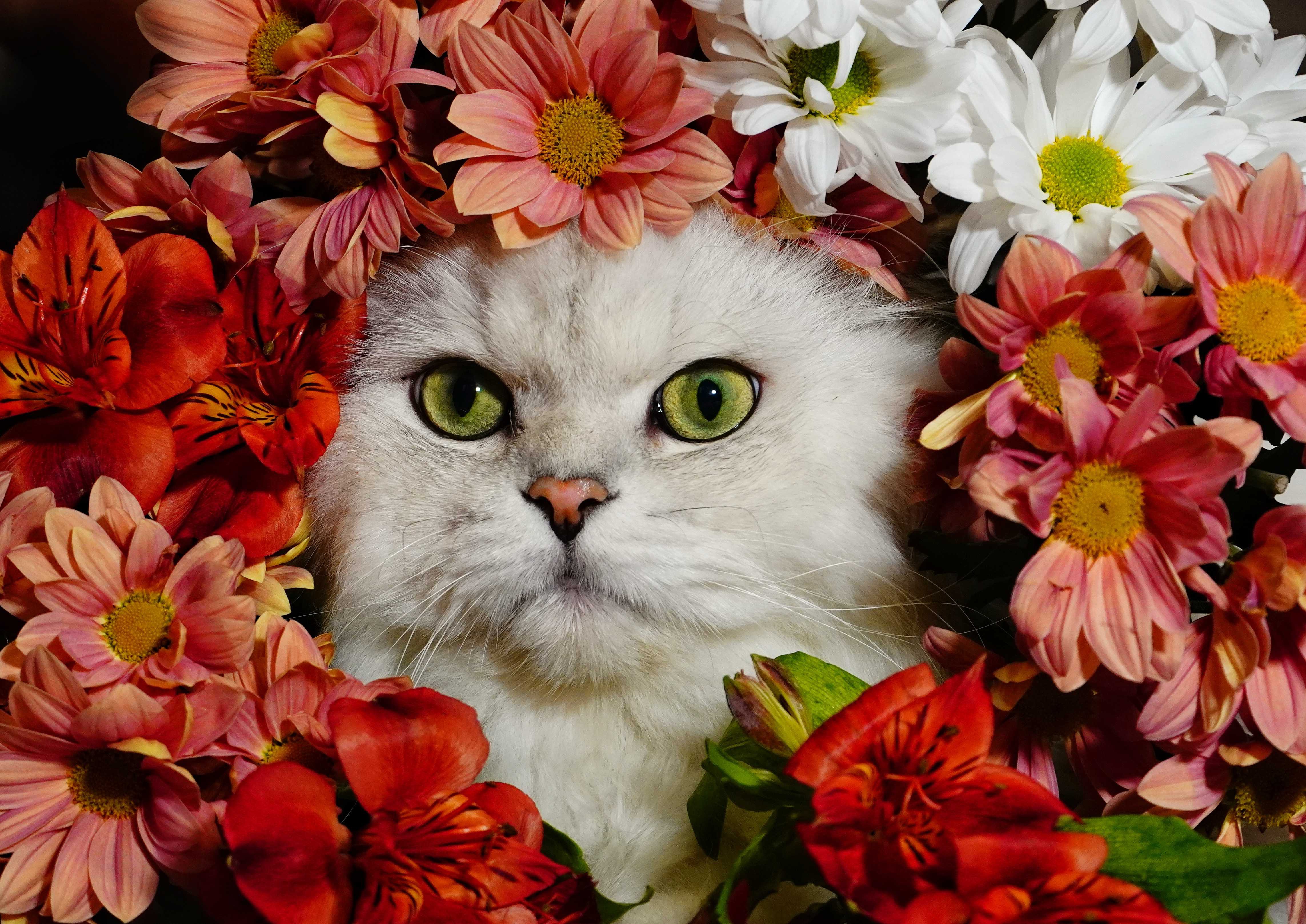 Flower Animal Cat 4k Ultra HD Wallpaper