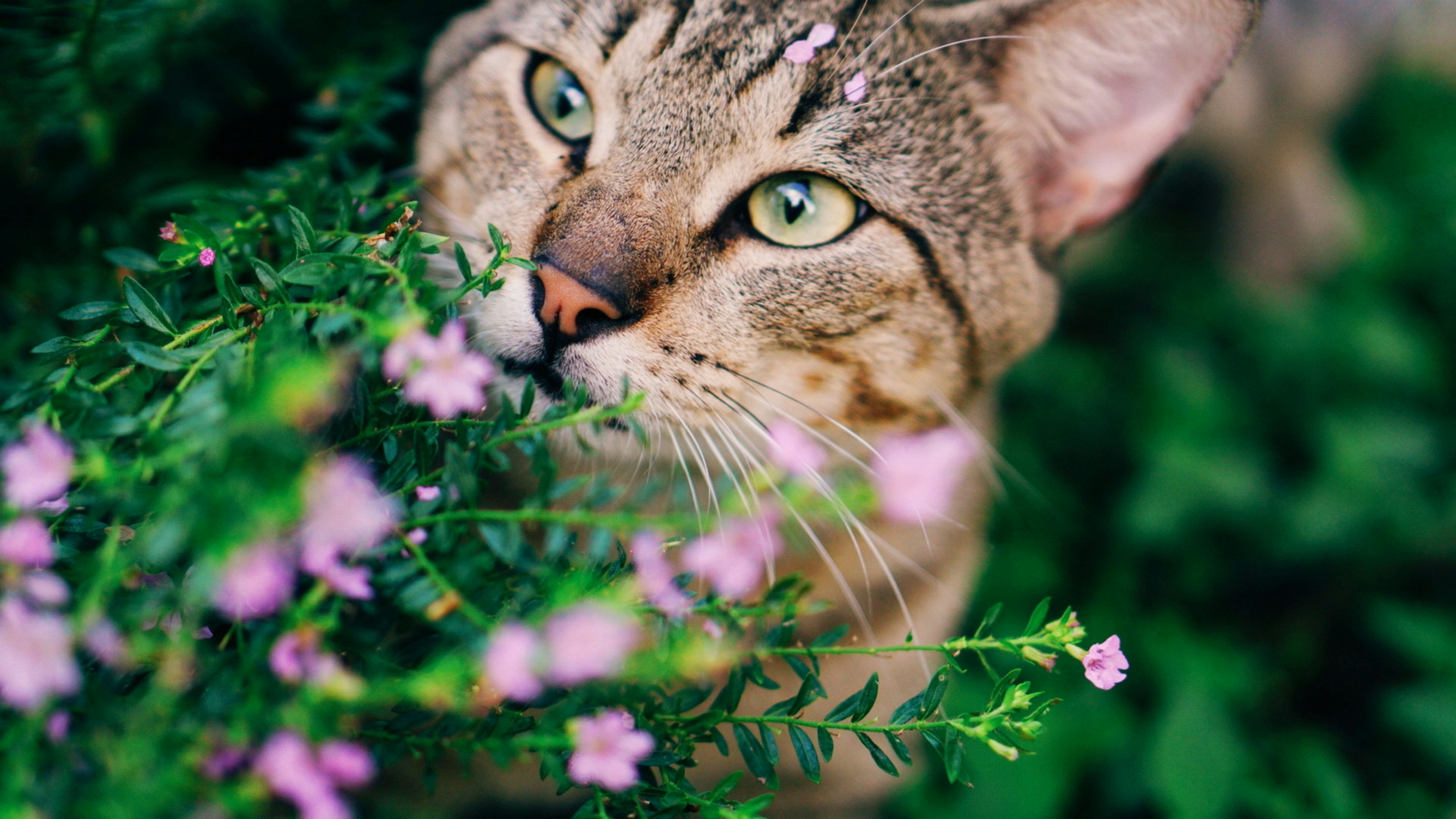 A close up of a cat near some flowers
