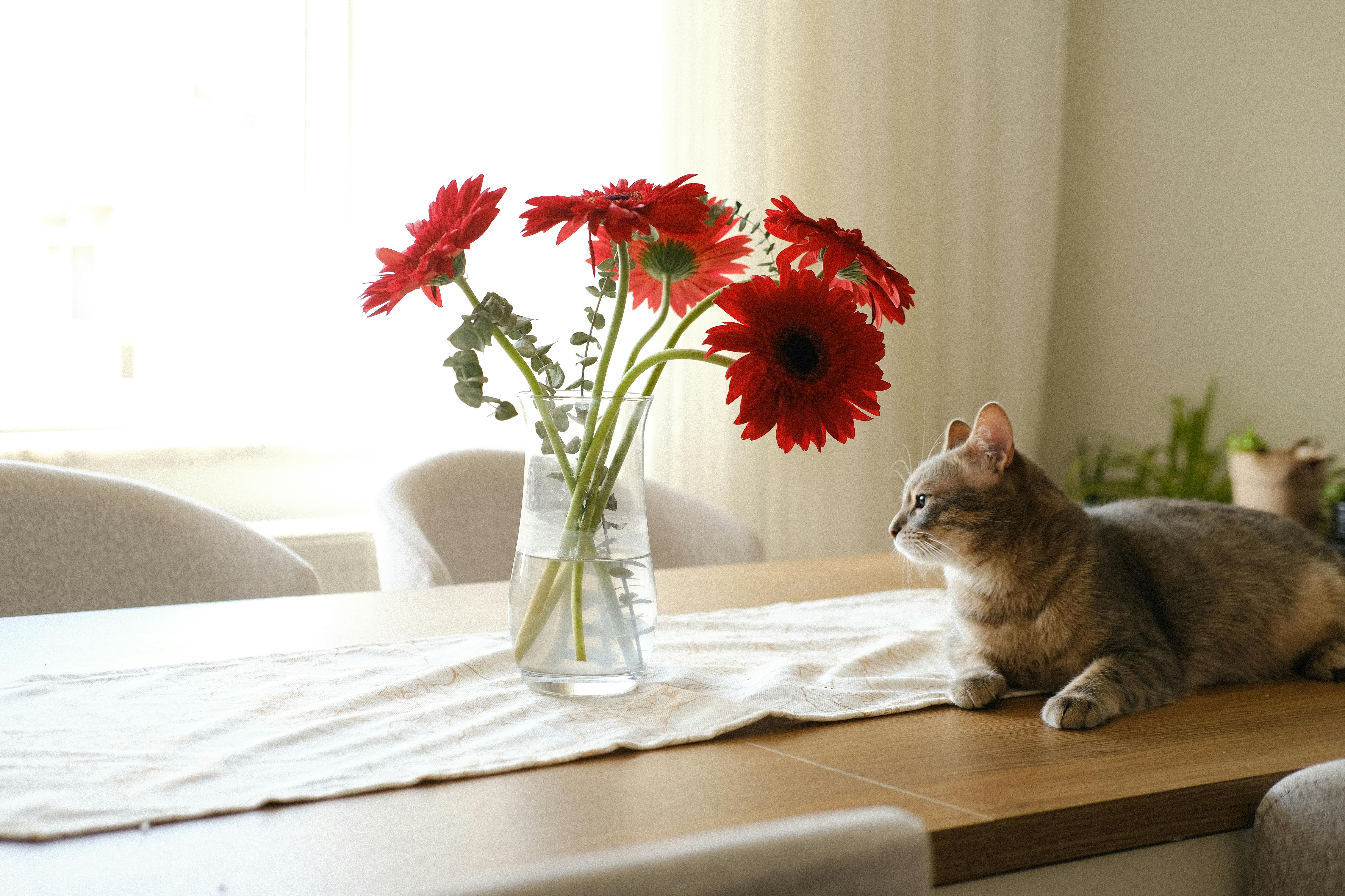 Cat Lying on Table next to Vase