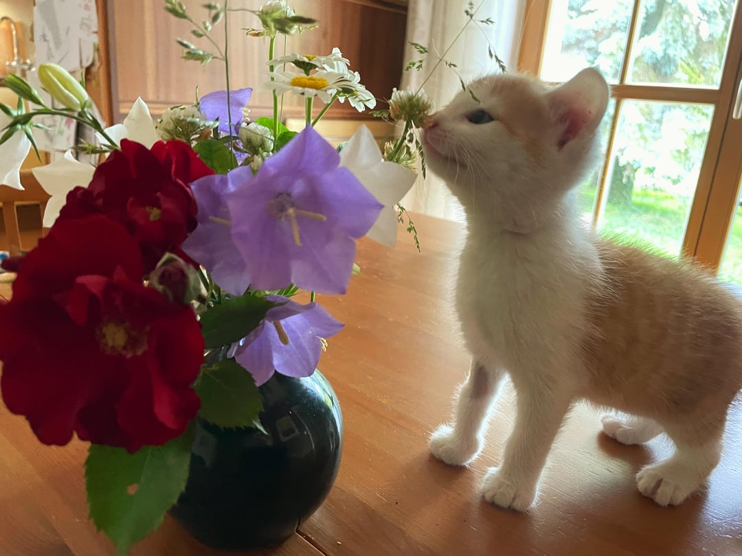 Do your cats like flowers?