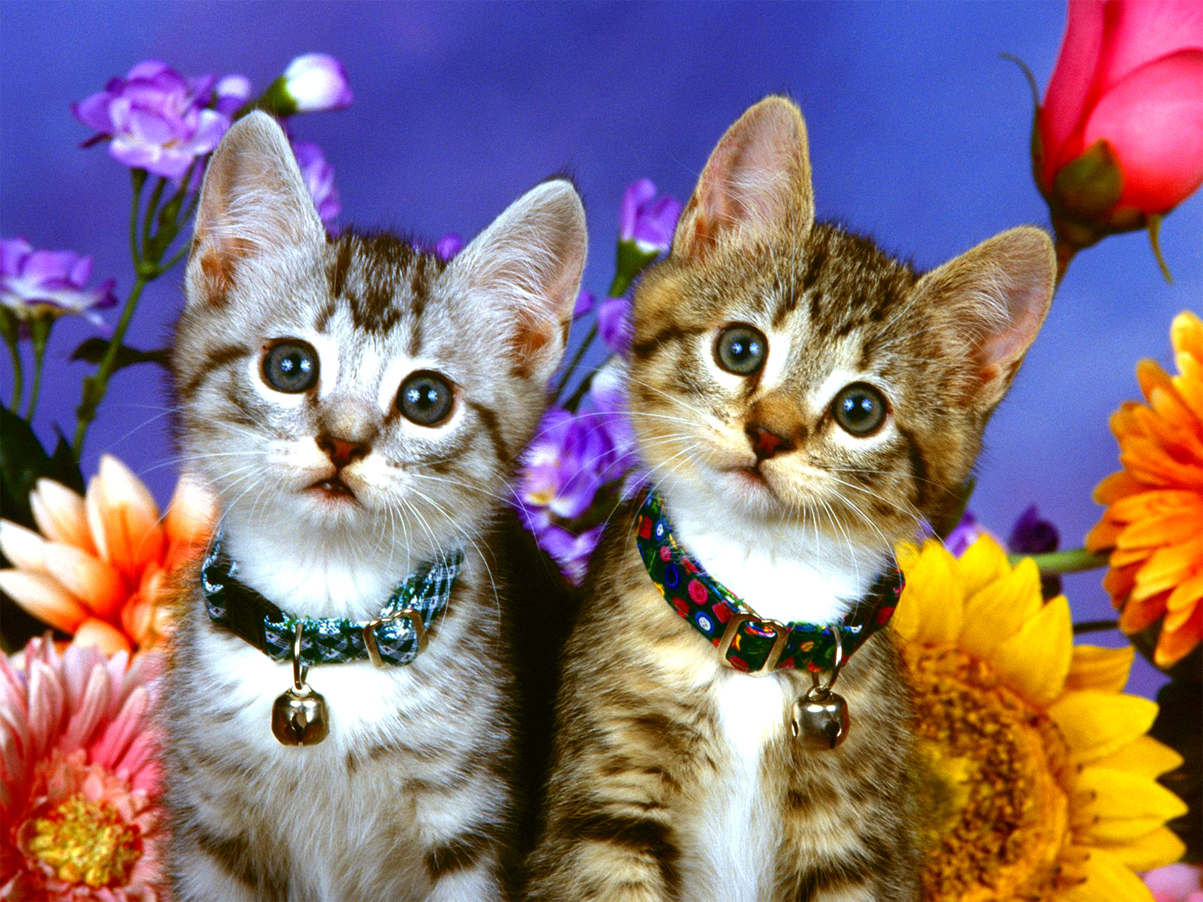 Cute Kittens in Bloom: HD Wallpaper