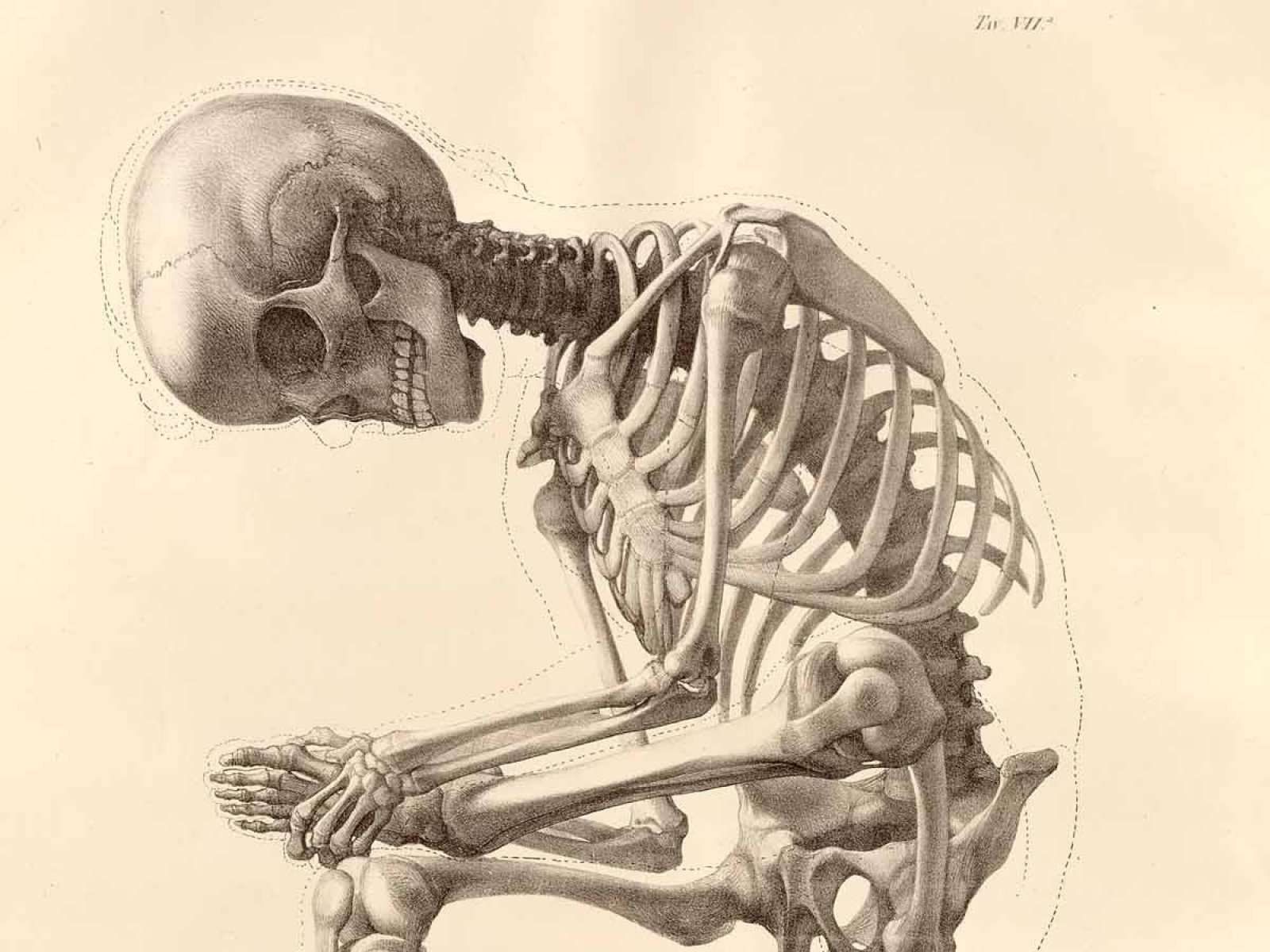 Download Dark Skeleton Wallpaper