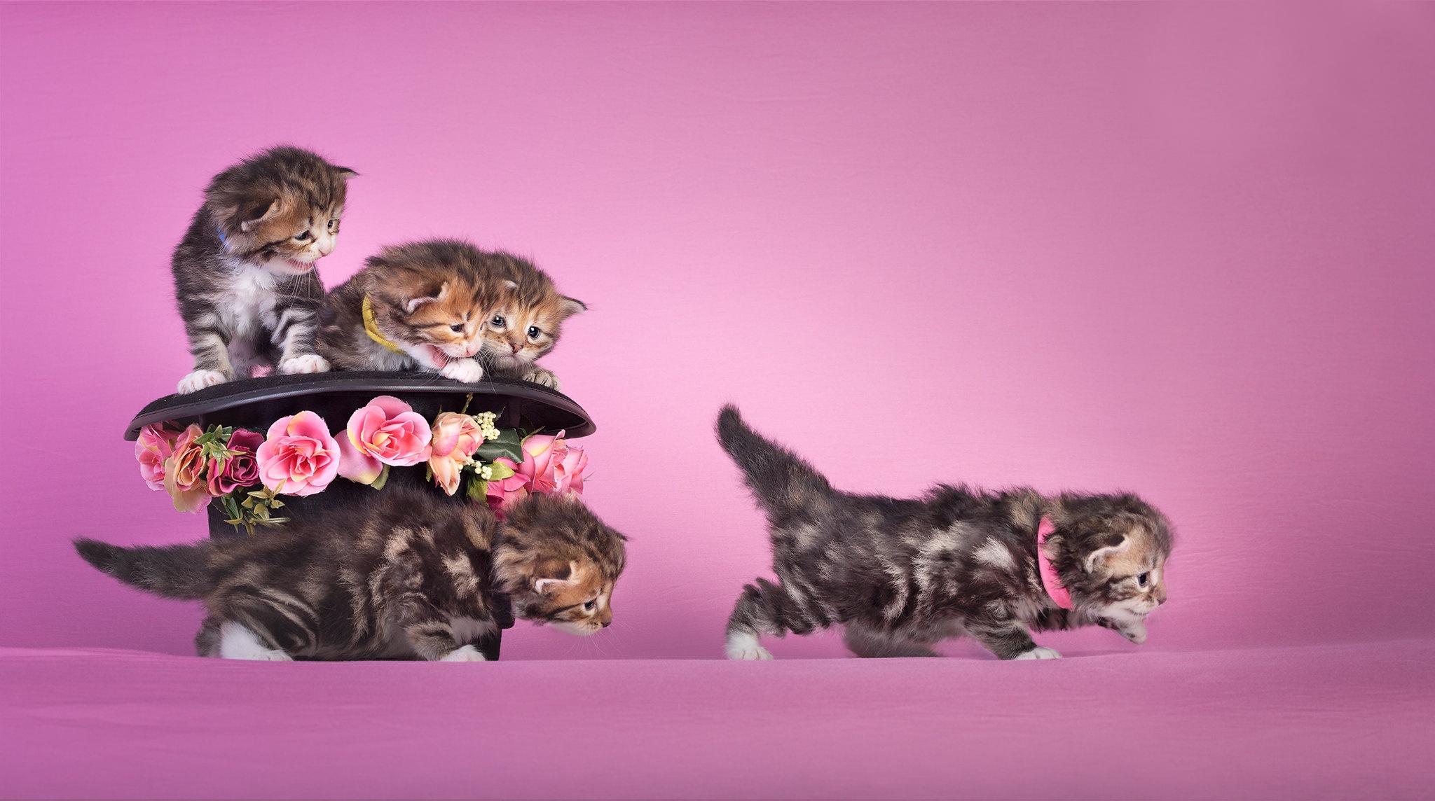Wallpaper flowers, mood, hat, kittens