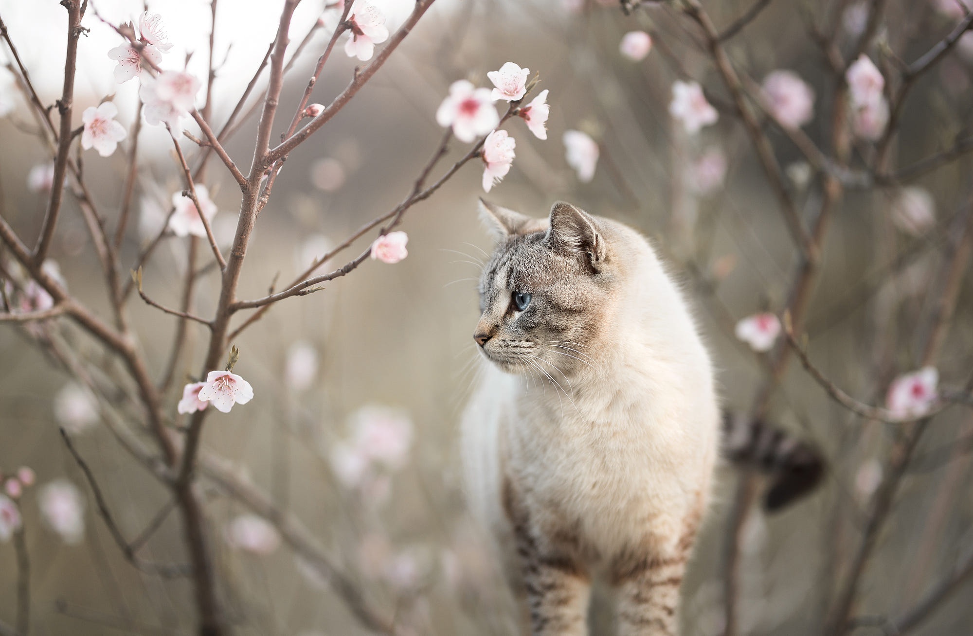 HD desktop wallpaper: Cats, Flower, Cat