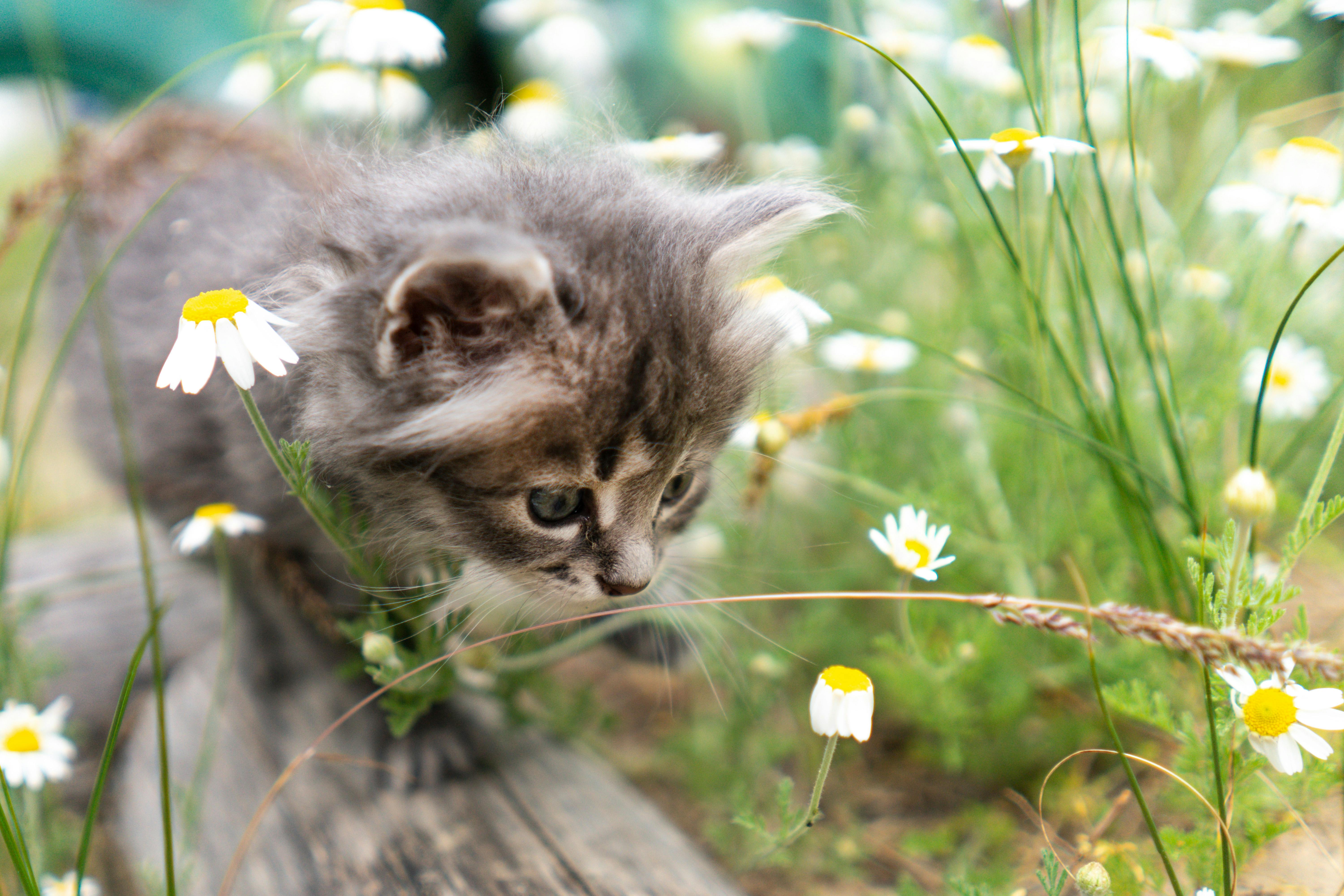 A Cat Smelling Flowers · Free