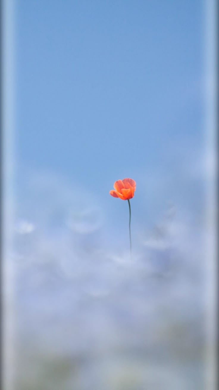 HD wallpaper for mobile phones