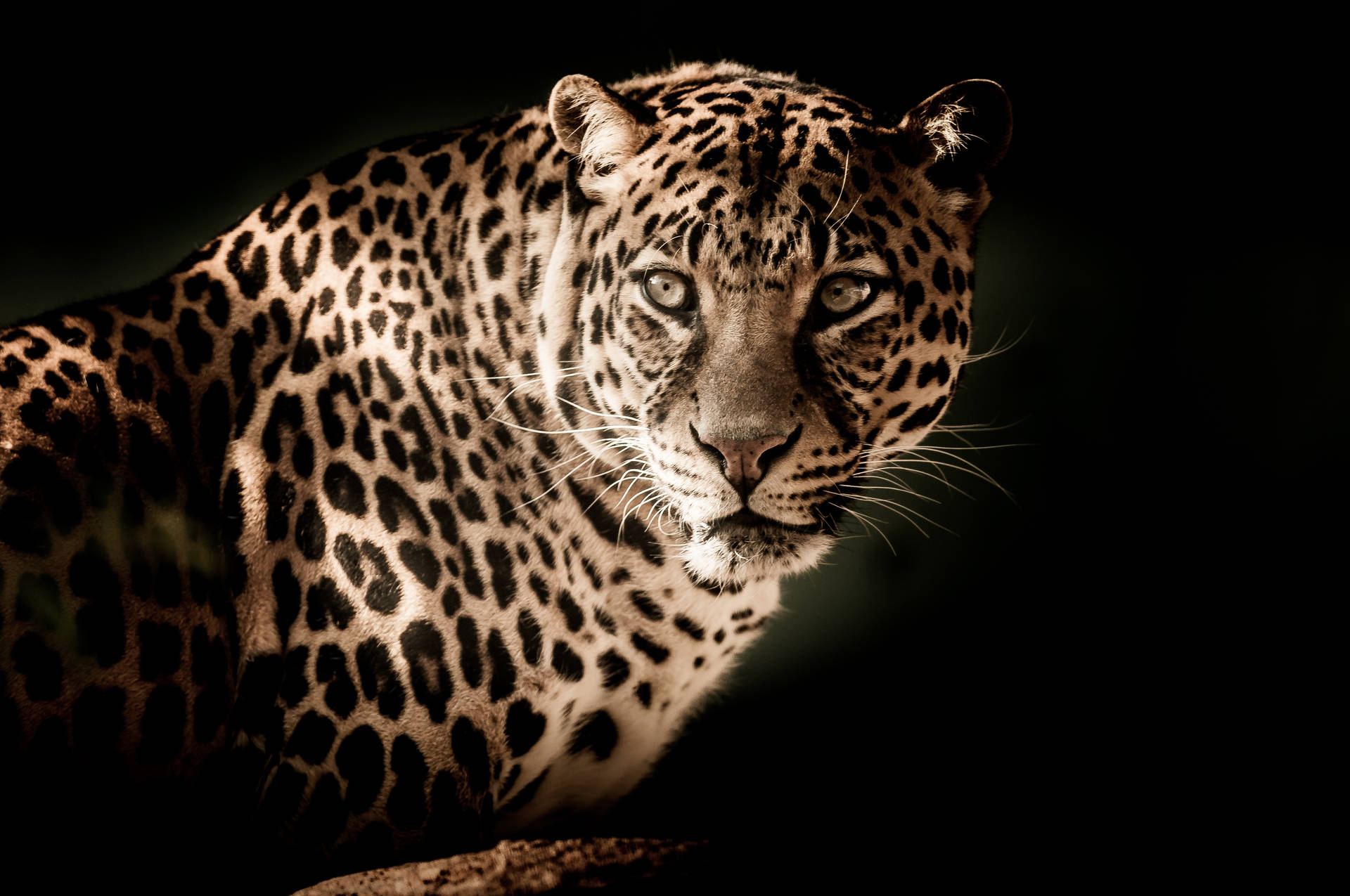 Aesthetic Glowing Leopard HD Wallpaper