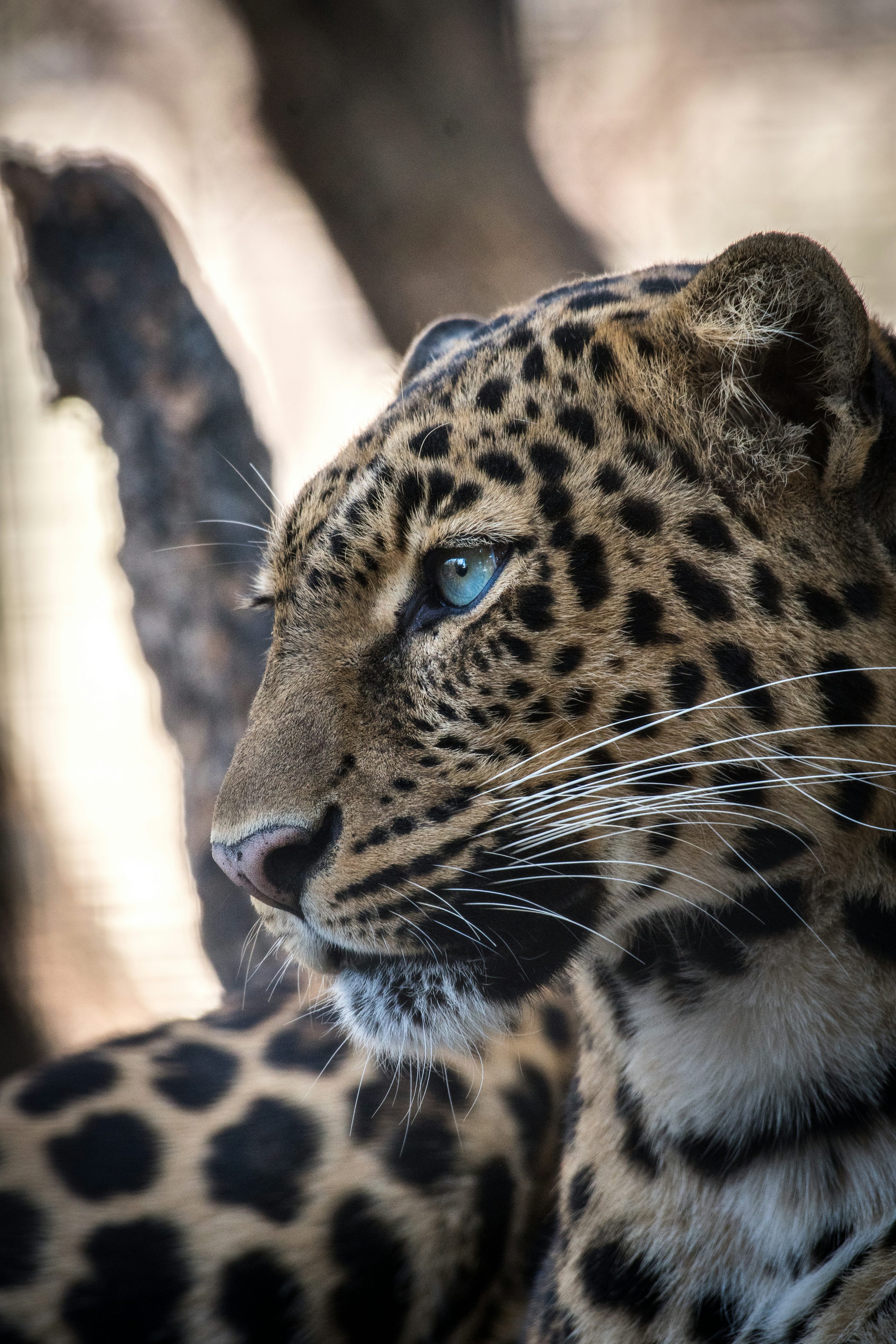 Leopard Picture. Download Free