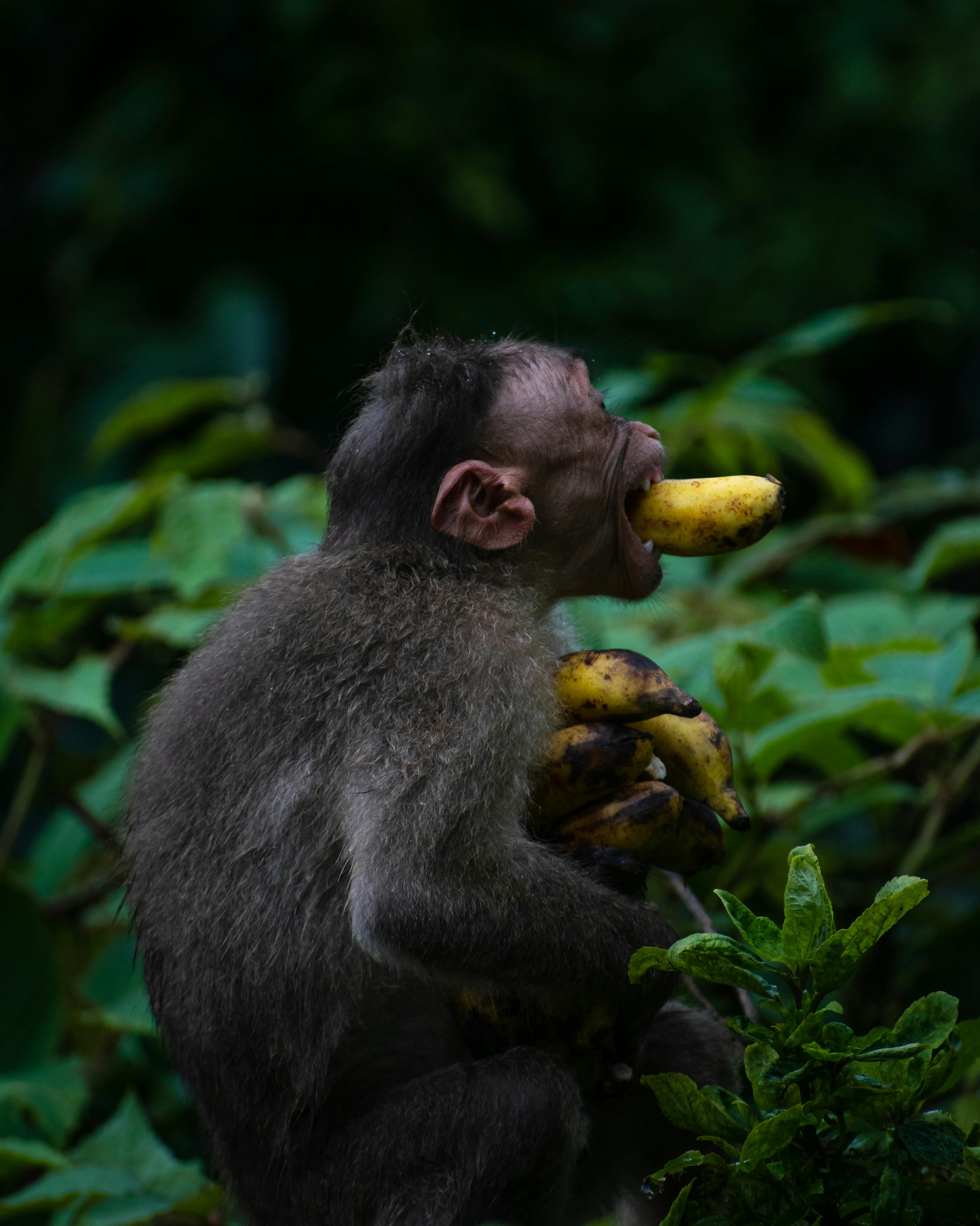Monkey Eating a Banana in a Forest