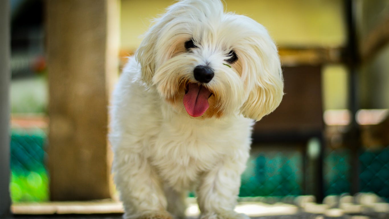 The 30 most popular small dog breeds