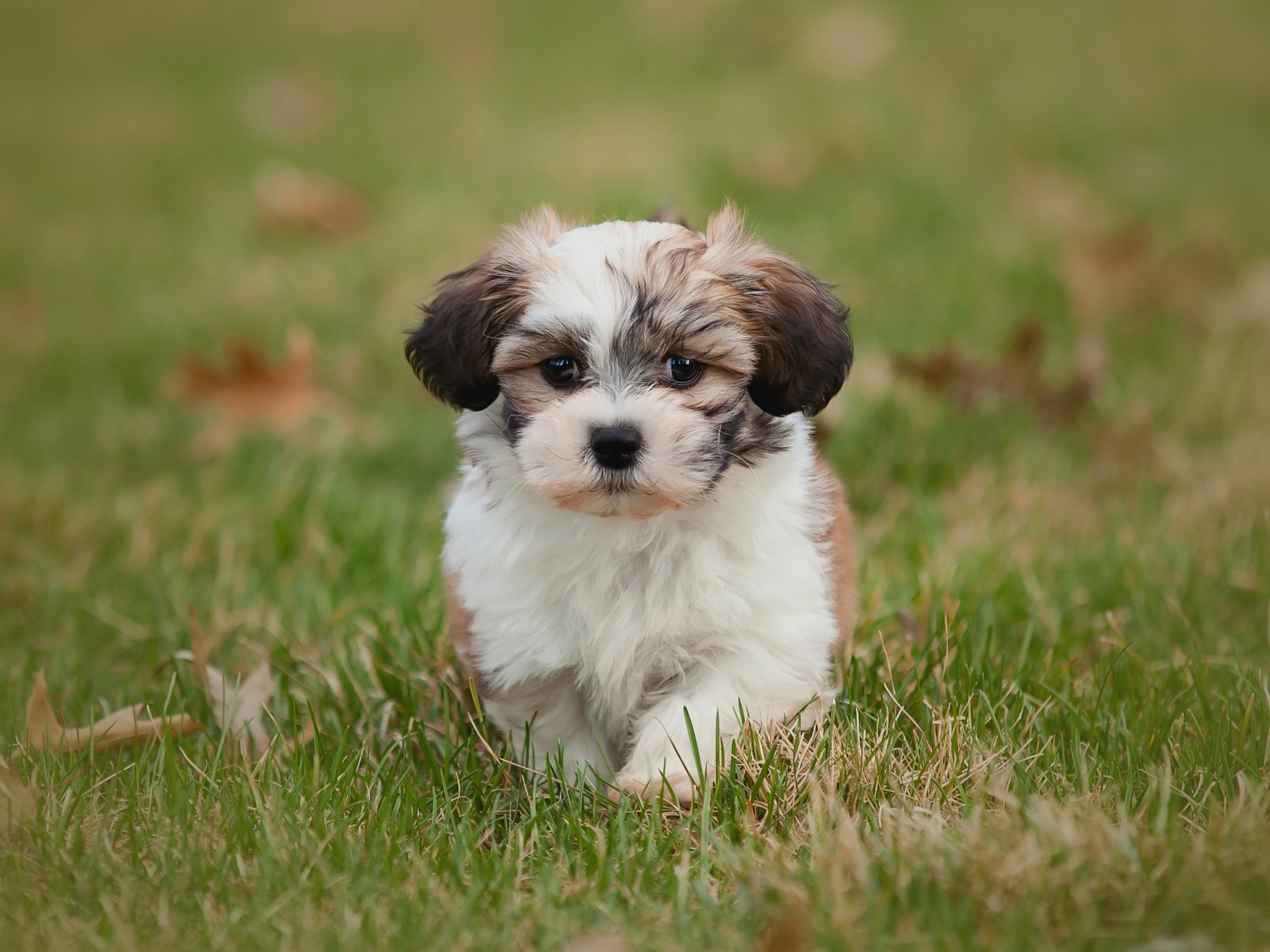 Small Dog Breeds Wallpapers Wallpaper Cave