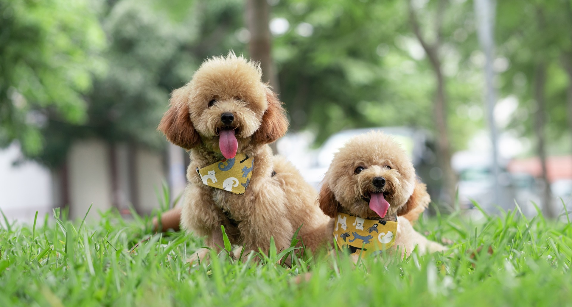 Dog Breeds That Stay Small Forever