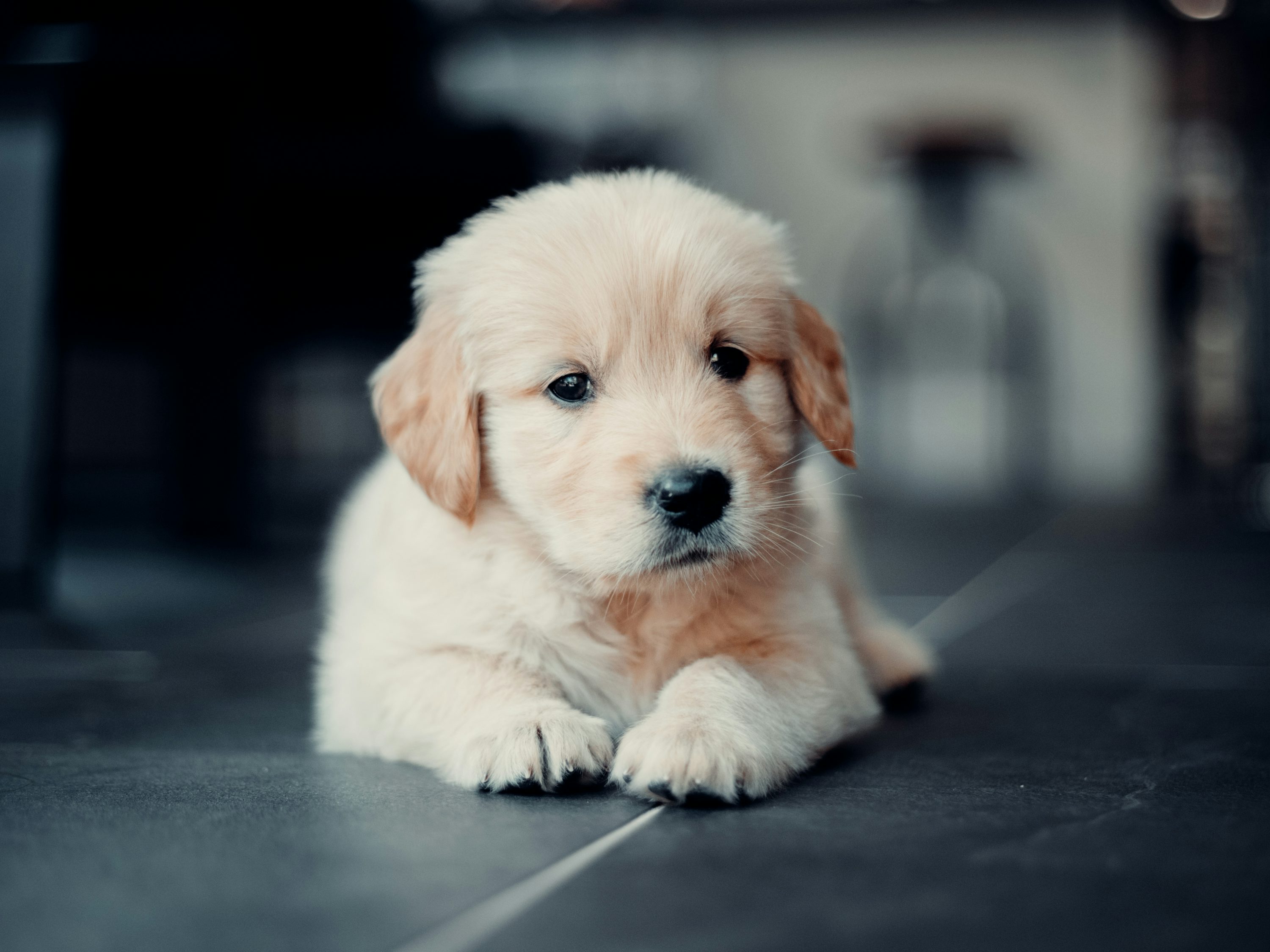 Baby Dog Picture. Download Free