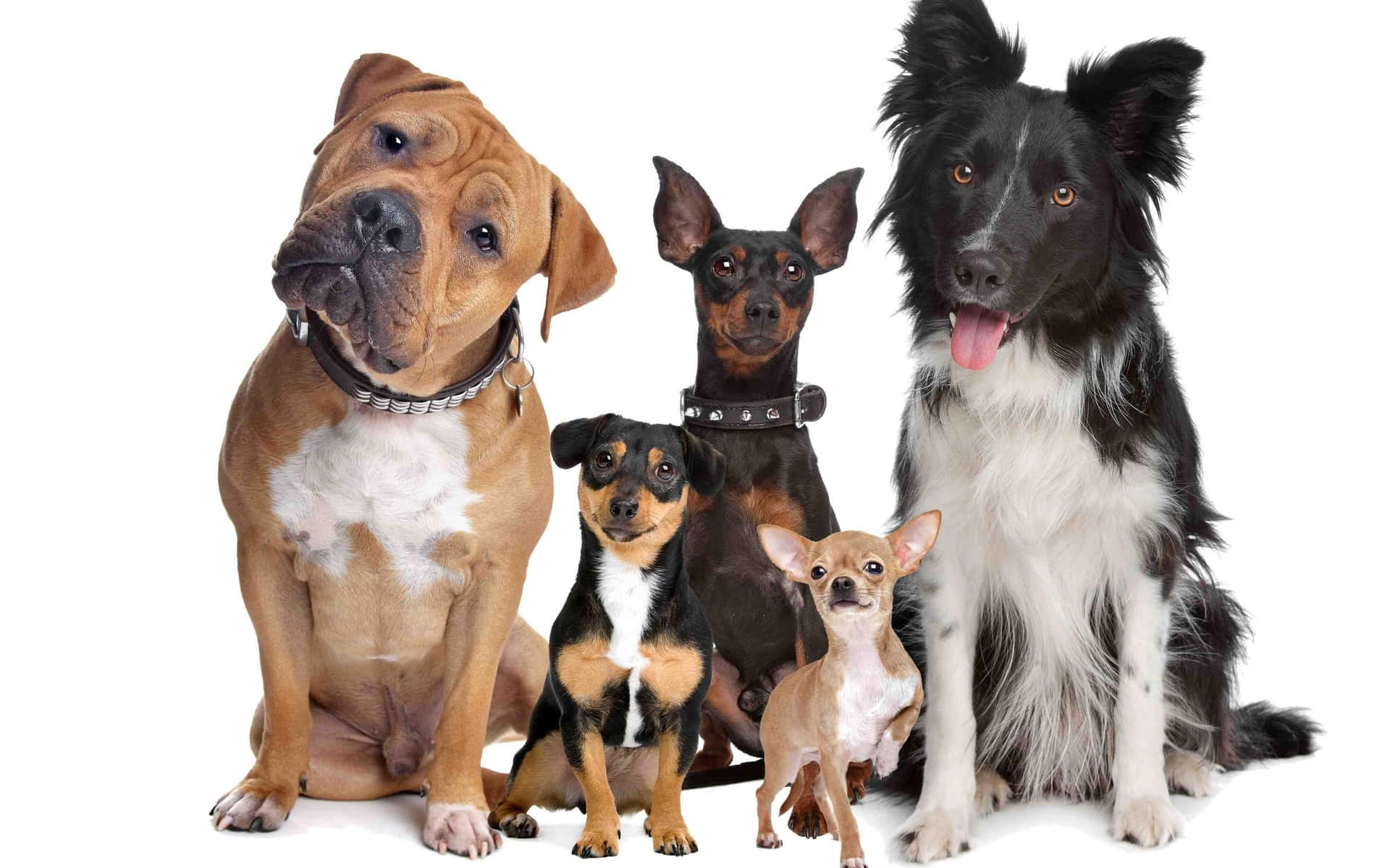 Medium Dog Breeds Wallpaper