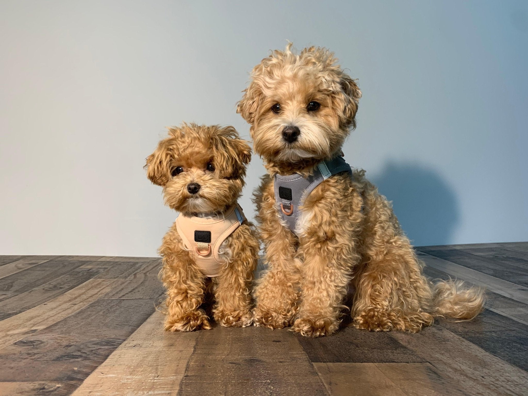 Best Indoor Dog Breeds for Cozy Living