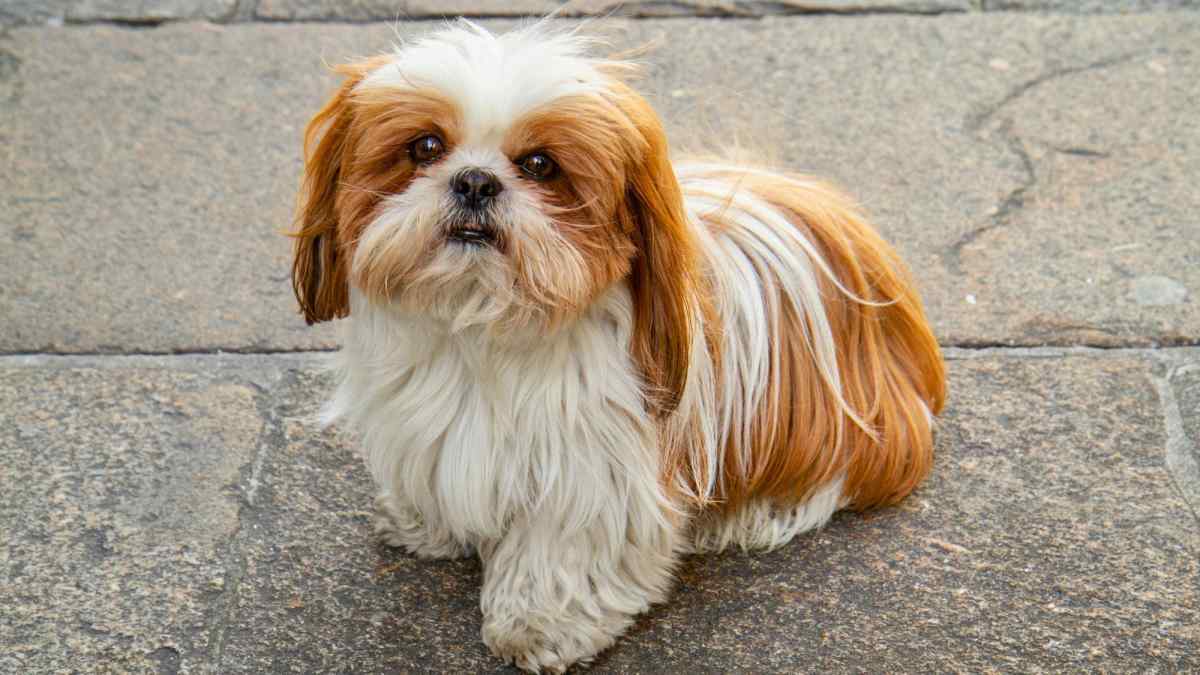 Small Dog Breeds for Apartments