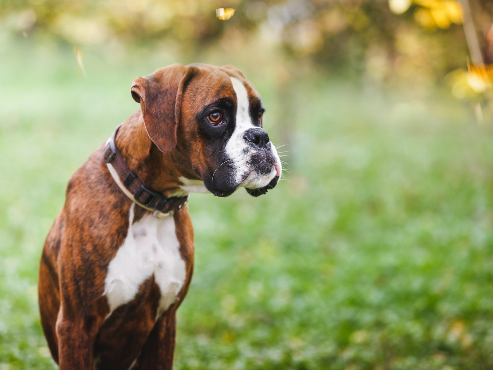 Small Dog Breeds That Are Good With