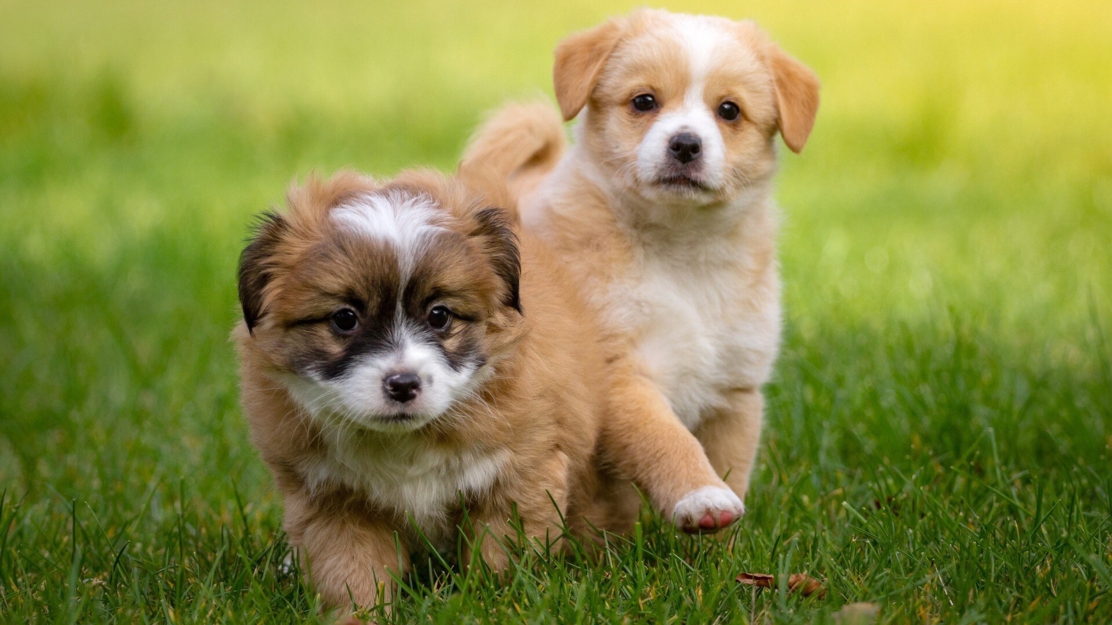 smallest dog breeds in the world