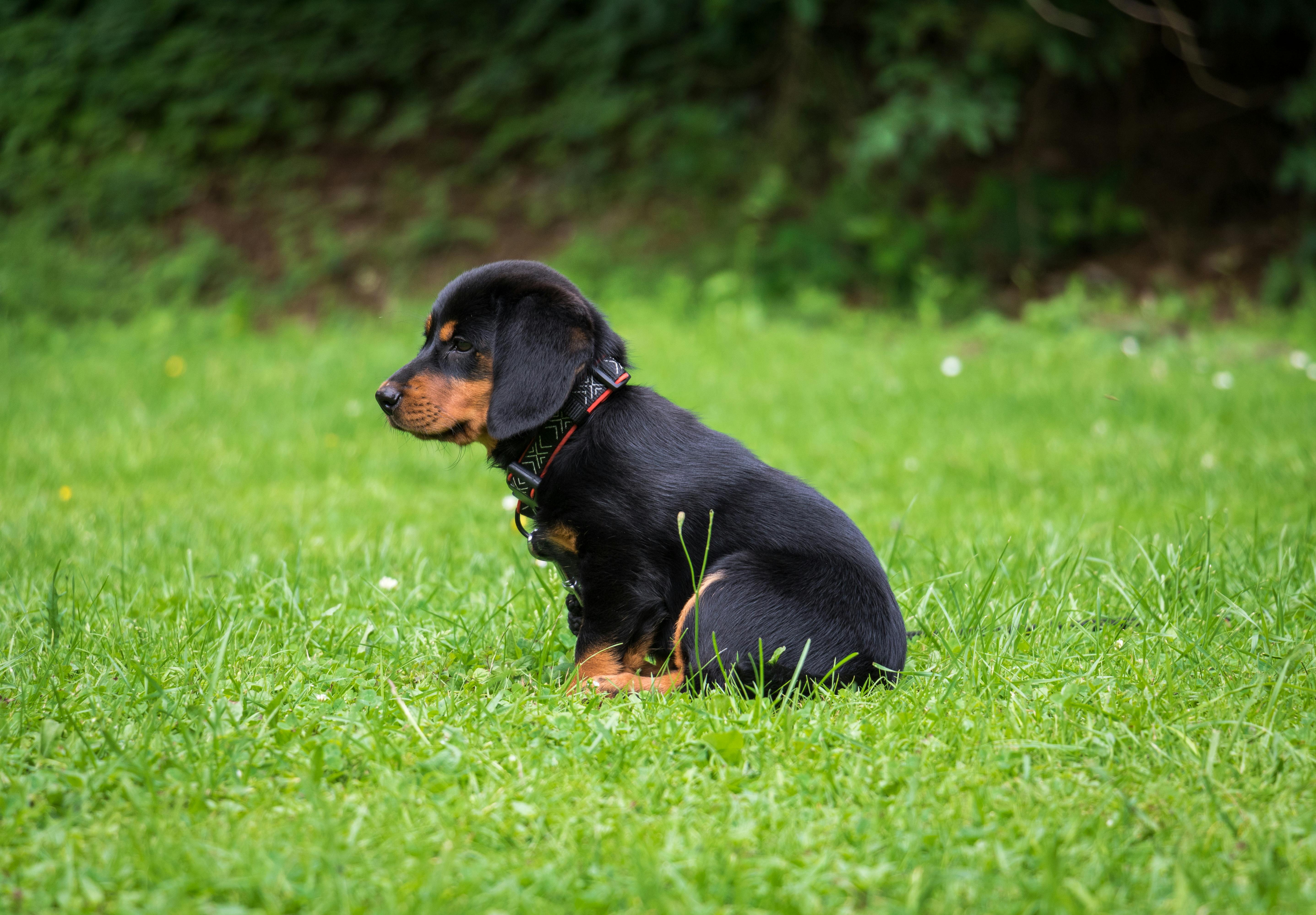 Brown Rottweiler Puppy · Free