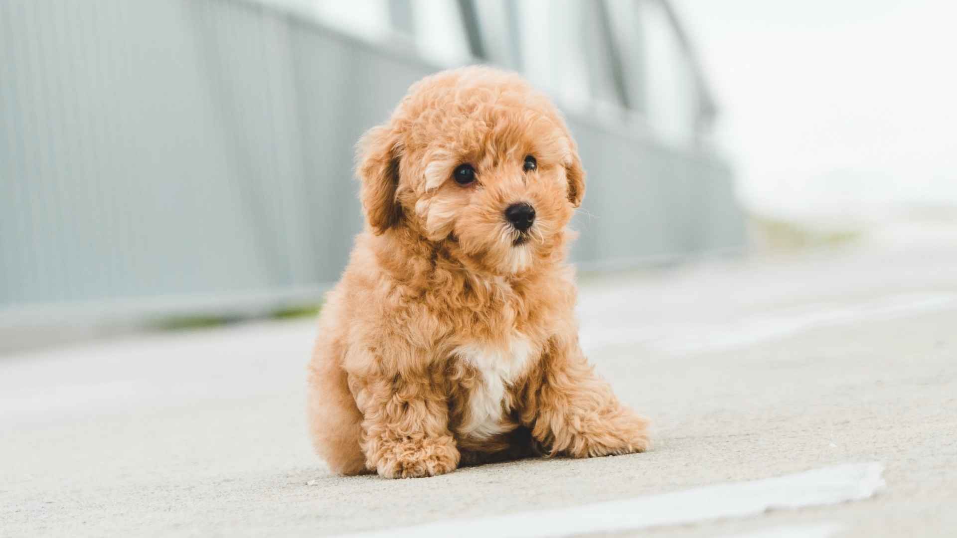 Small Dog Breeds That Look Like Teddy Bears