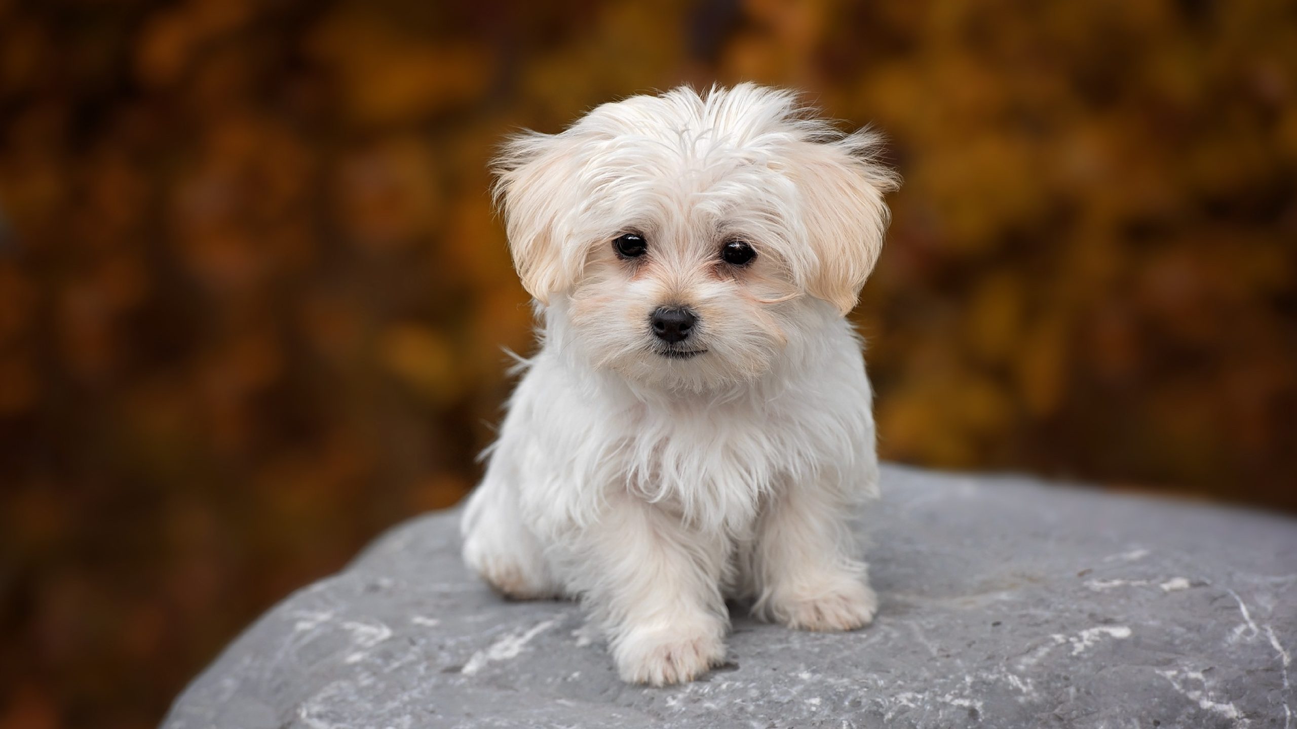Adorable Italian Dog Breeds. America