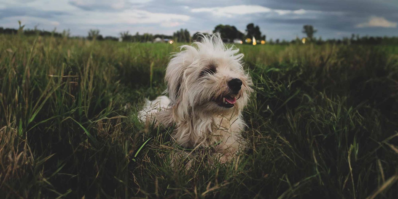 Small Dog Breeds UK Small