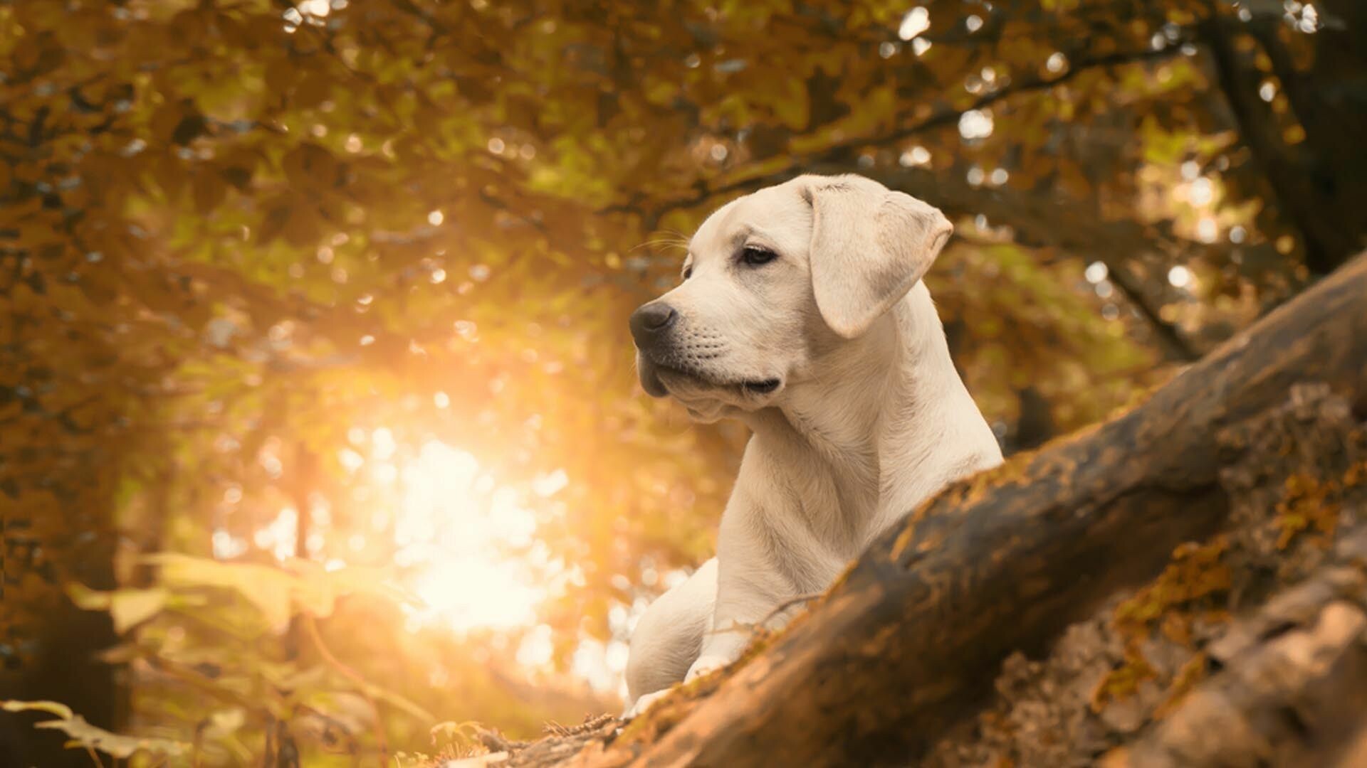 Labrador Retriever Wallpaper 84