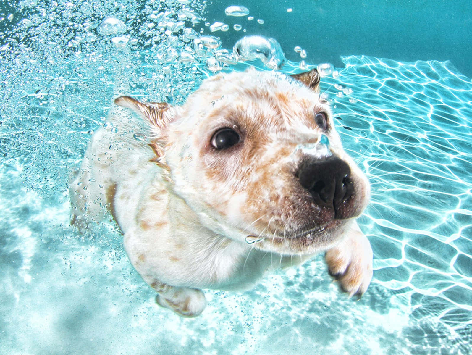 loving Canine Making A Splash Wallpaper