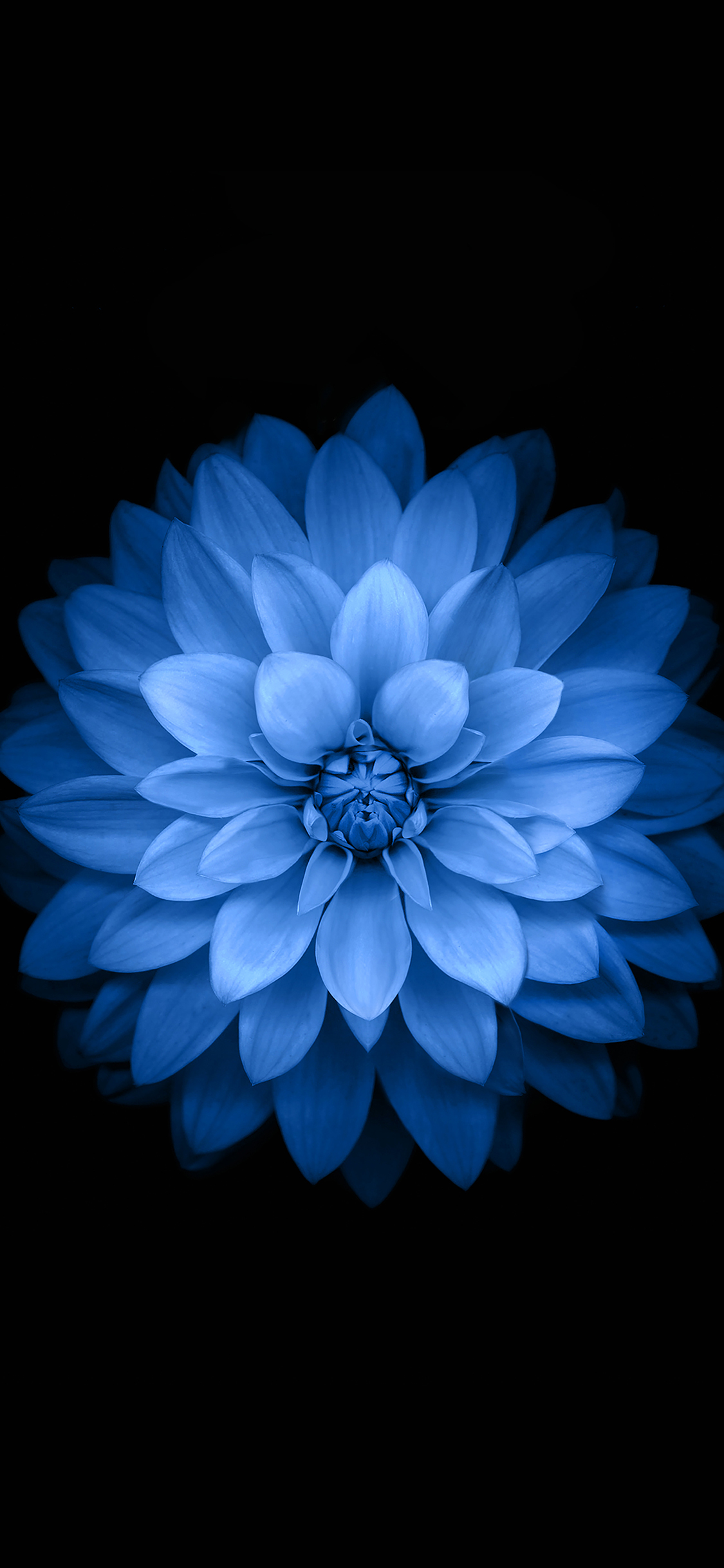 Wallpaper Apple Blue Lotus Iphone6
