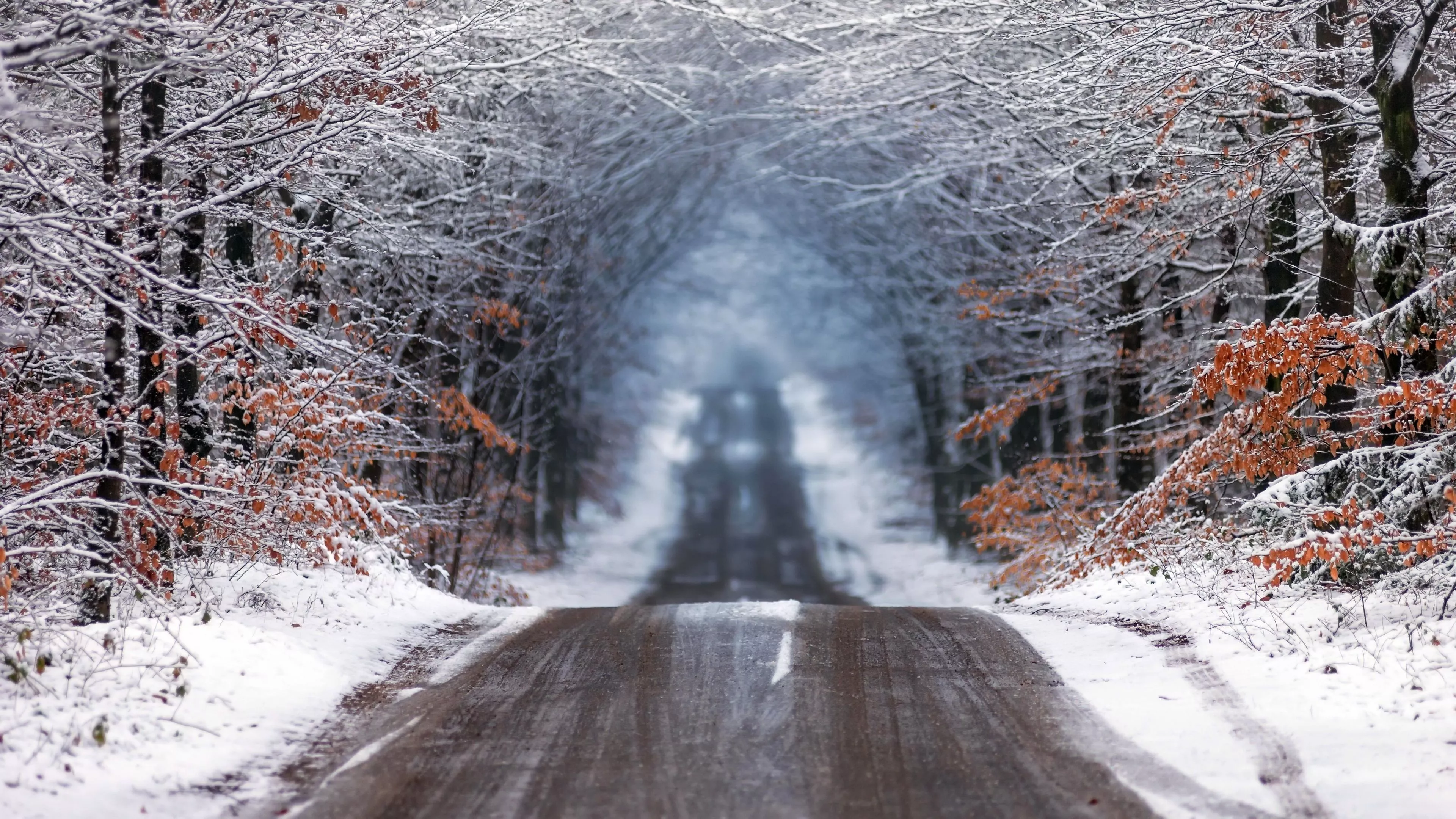 Forest Road in Winter Wallpaper, HD
