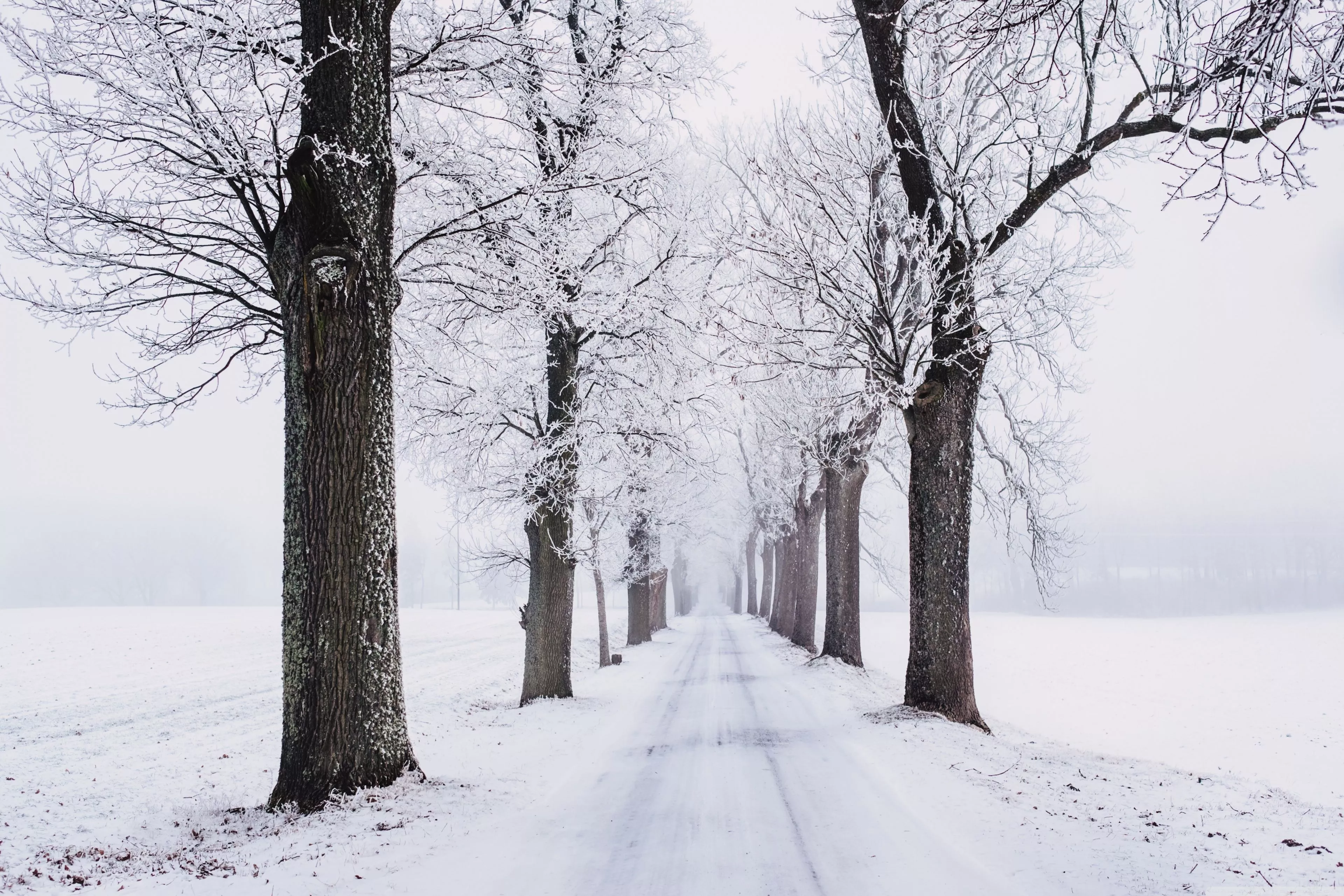 Winter Trees Along Road Ultra HD