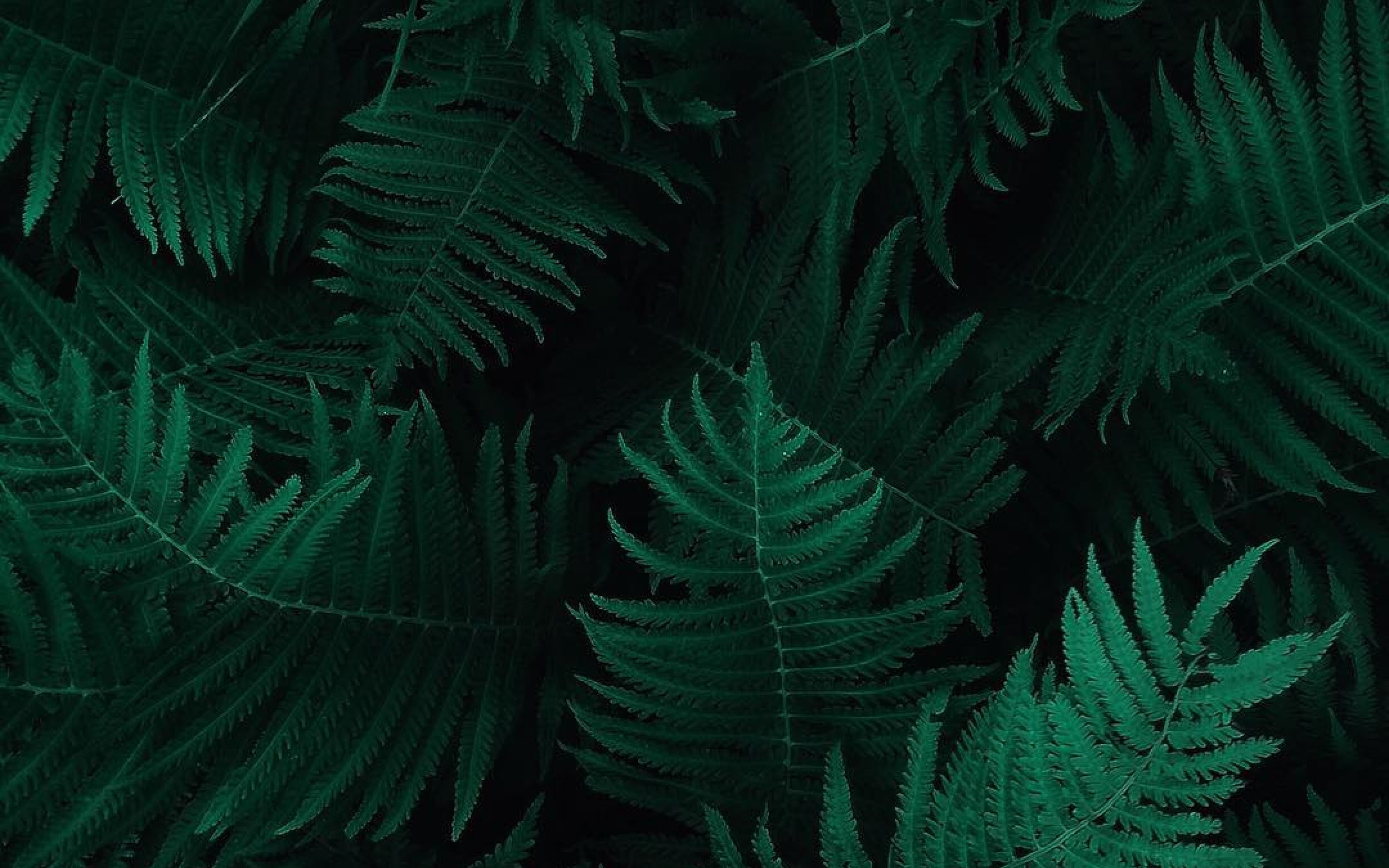 Green Leaf Dark Nature