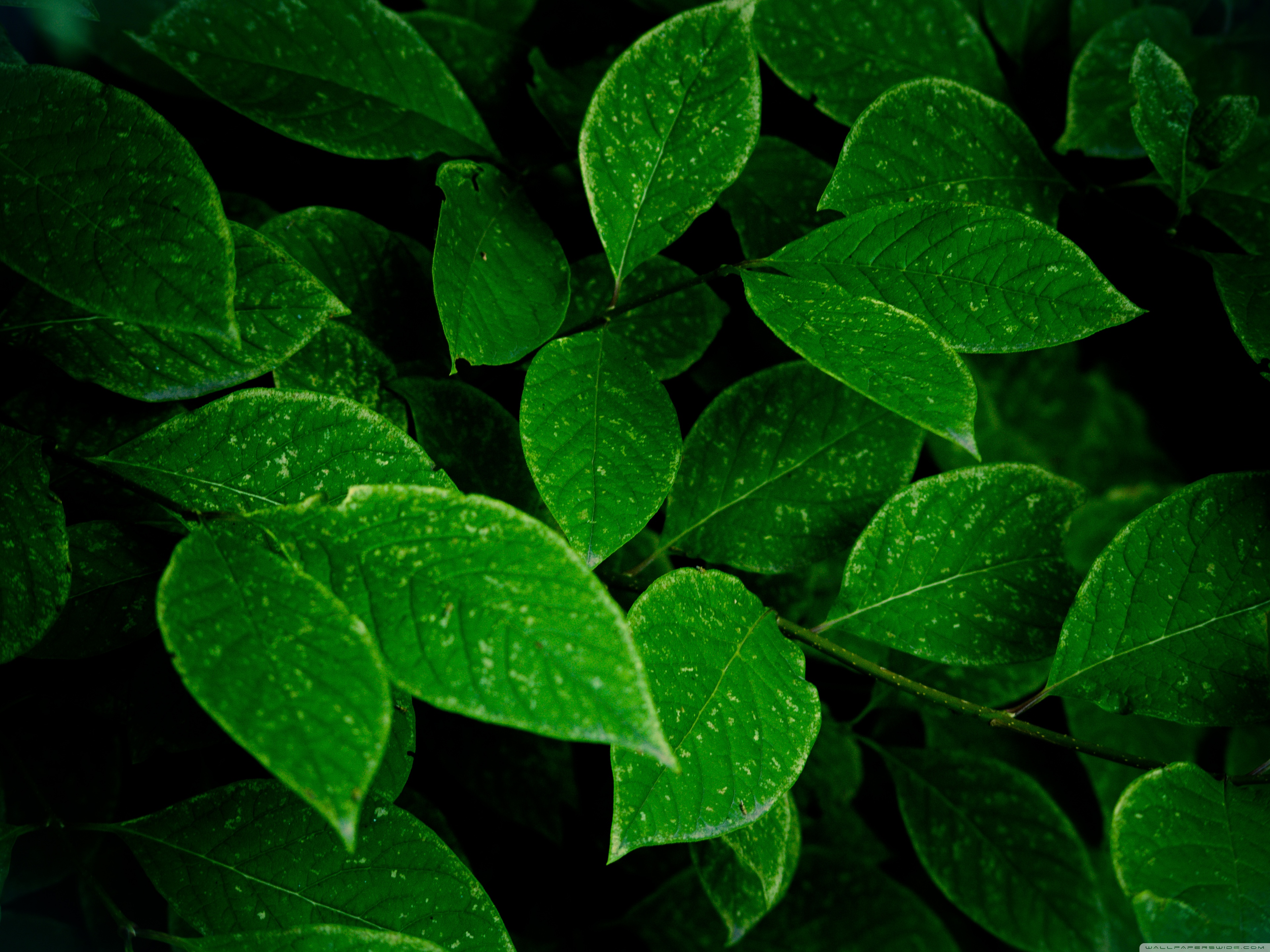 Green Leaves Ultra HD Wallpaper for 4K