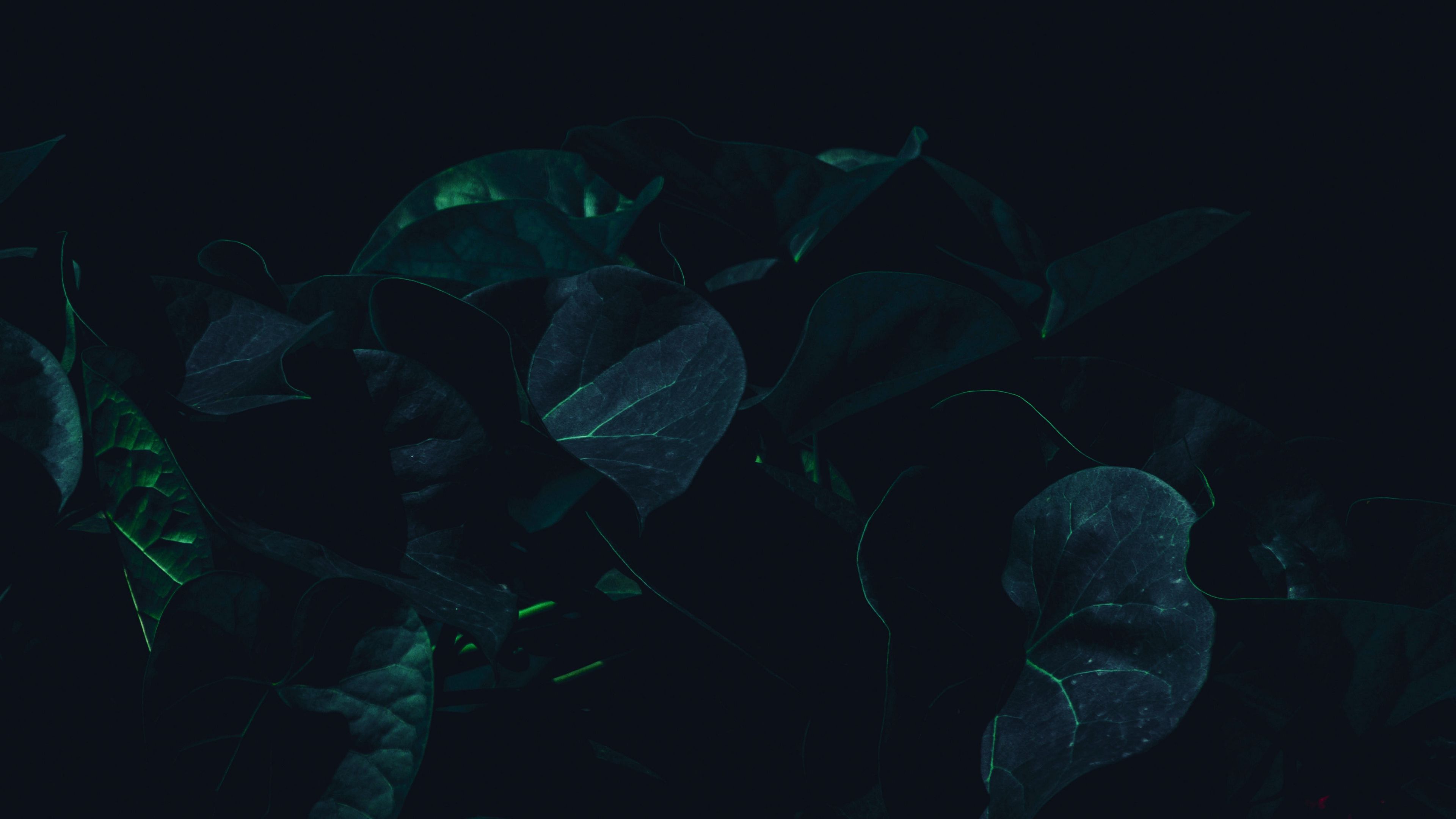 wallpaper 3840x2160 leaves, plant, dark