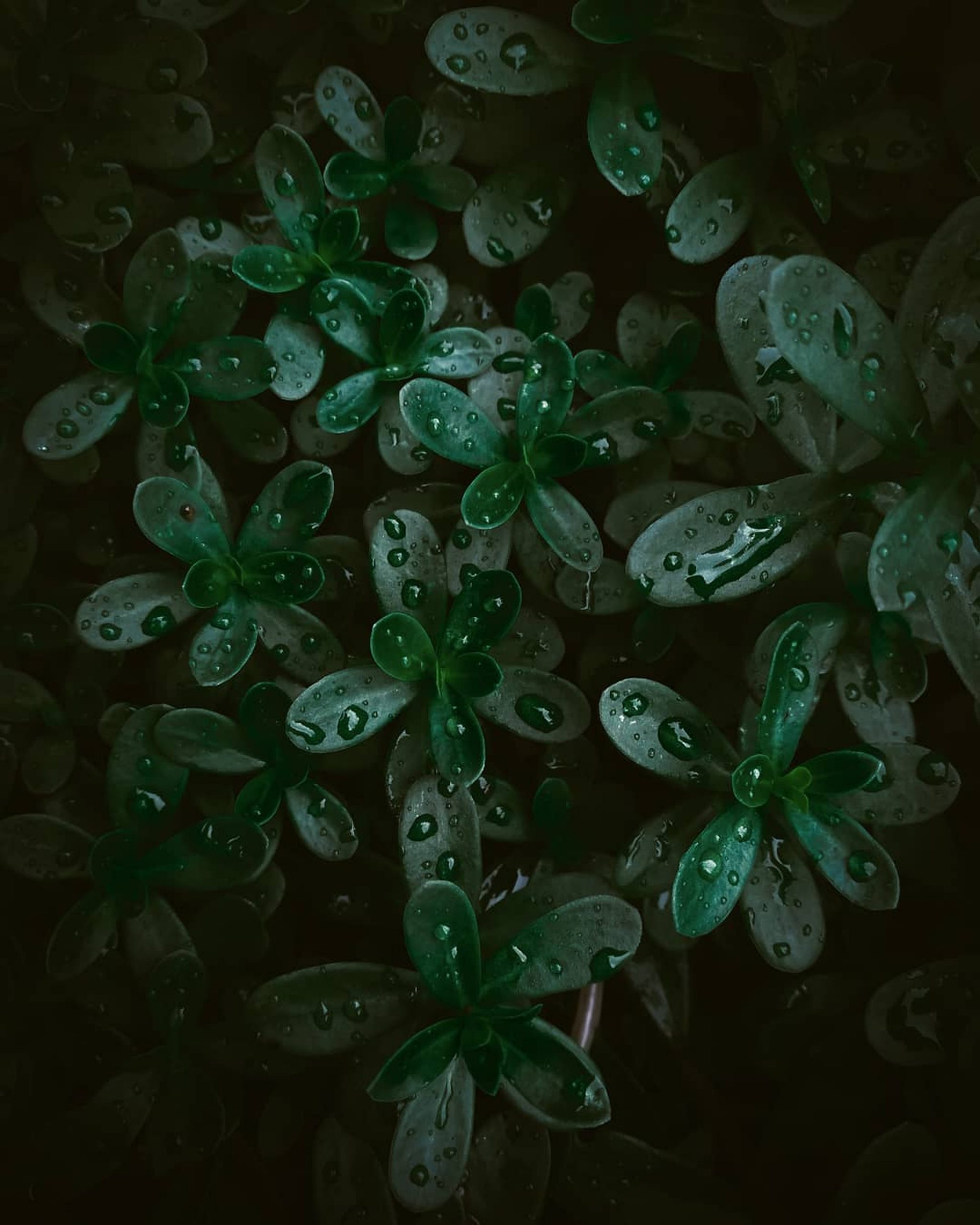 Dark green leaves