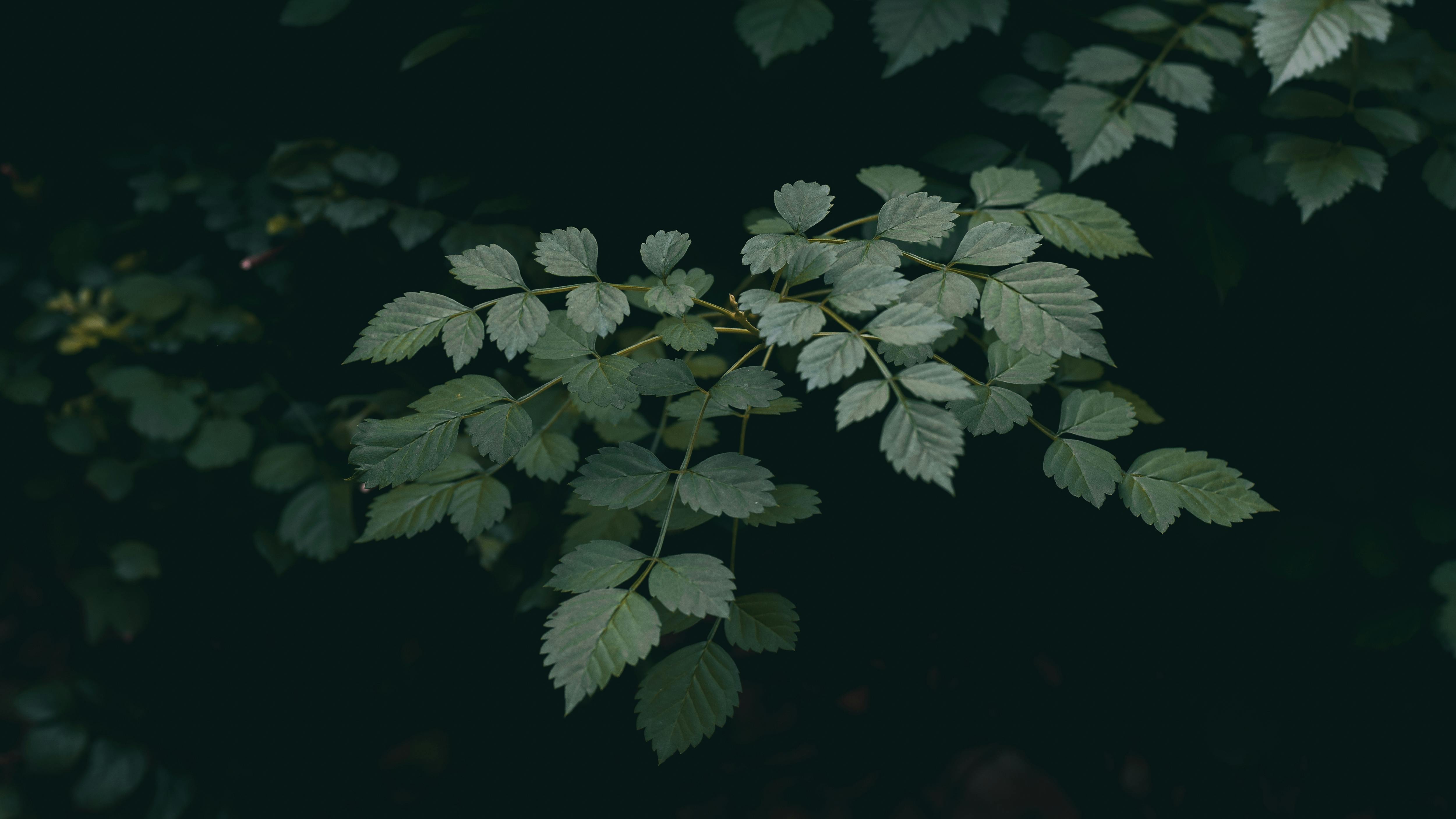 Green Leaves in Black Background · Free
