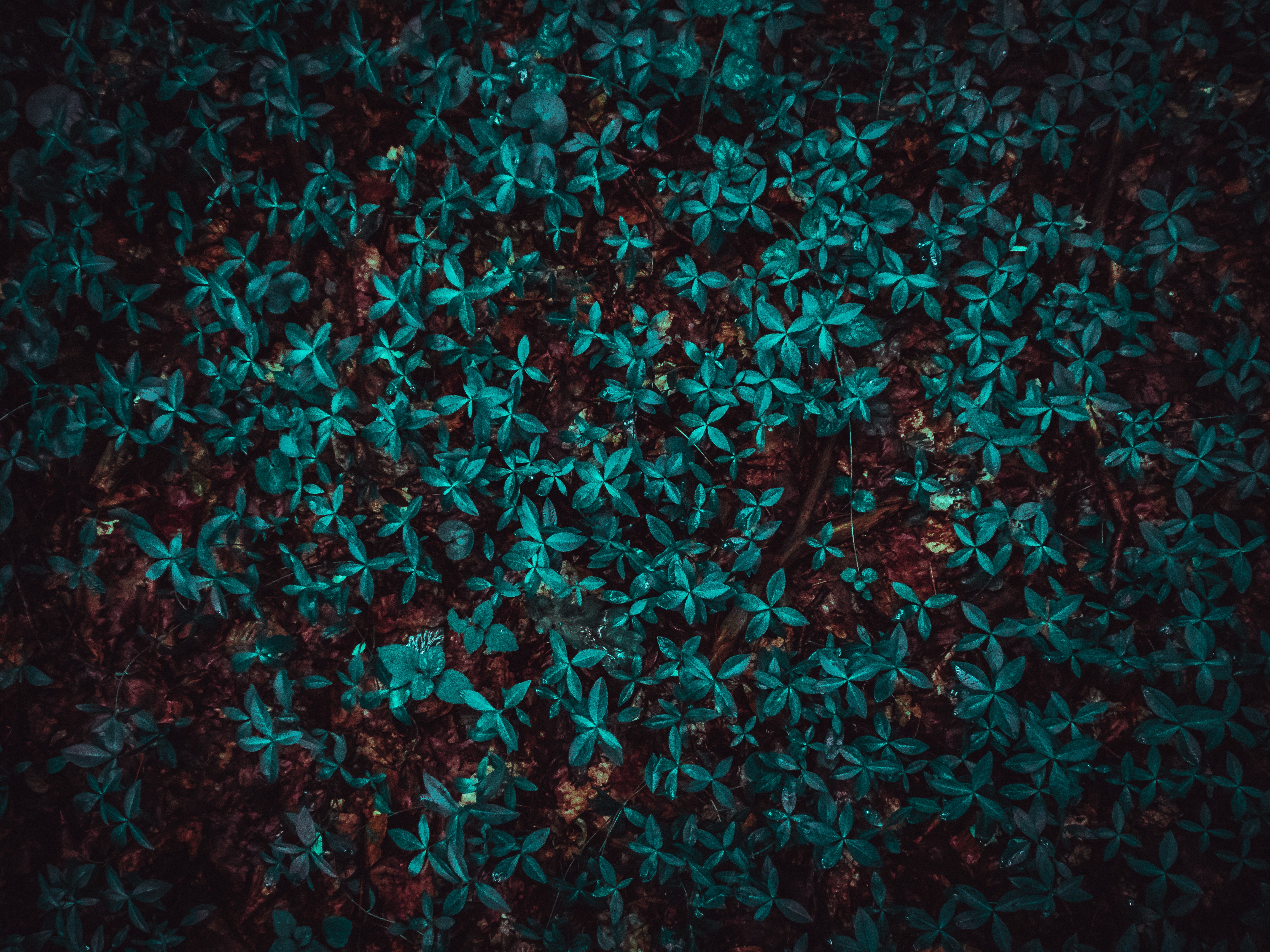 Green Leaves Wallpaper for Nature Lovers