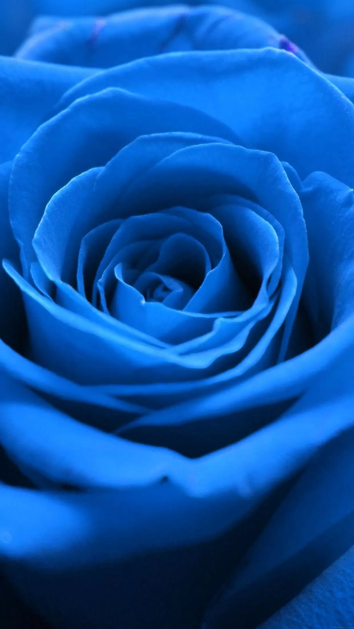 iPhoneXpapers flower blue