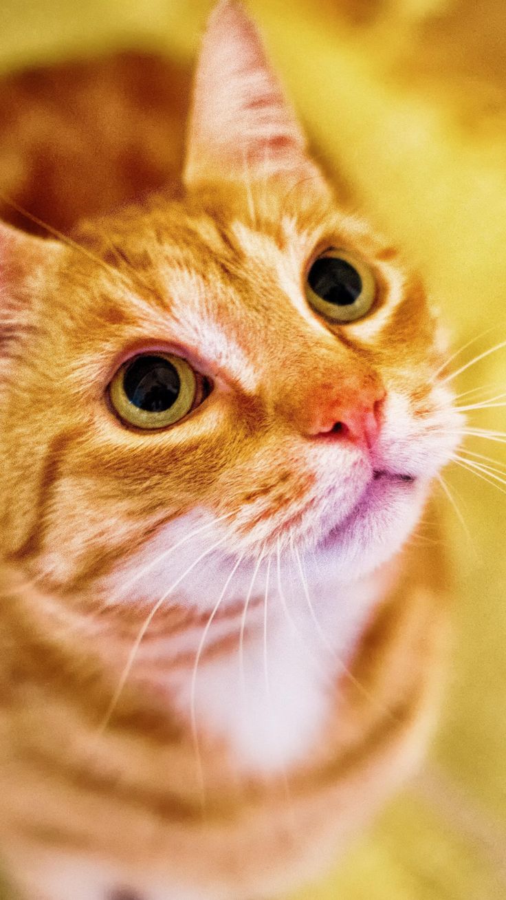 Orange Cat Looking Up Wallpaper