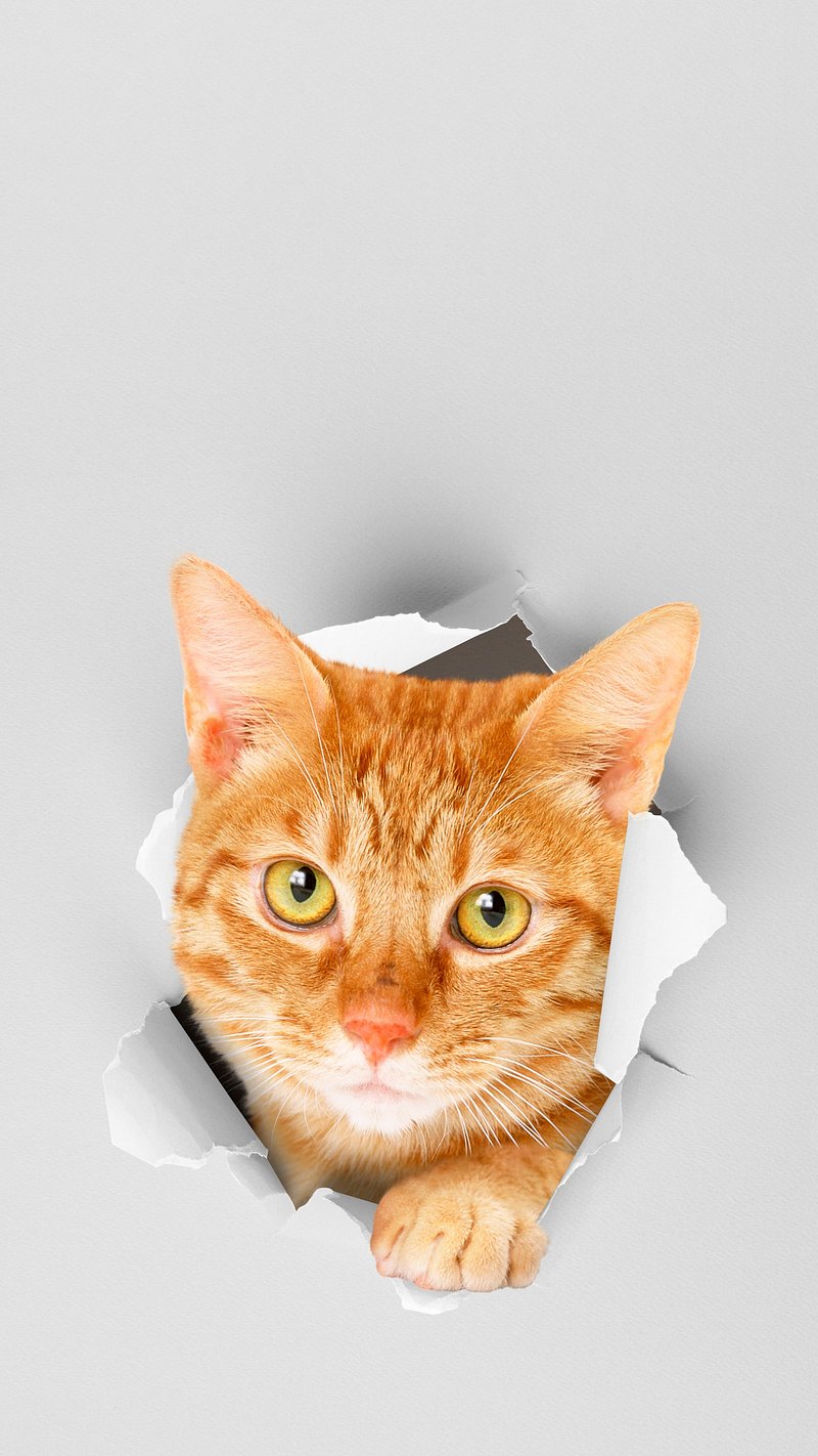 iPhone Wallpaper Cat Image. Free