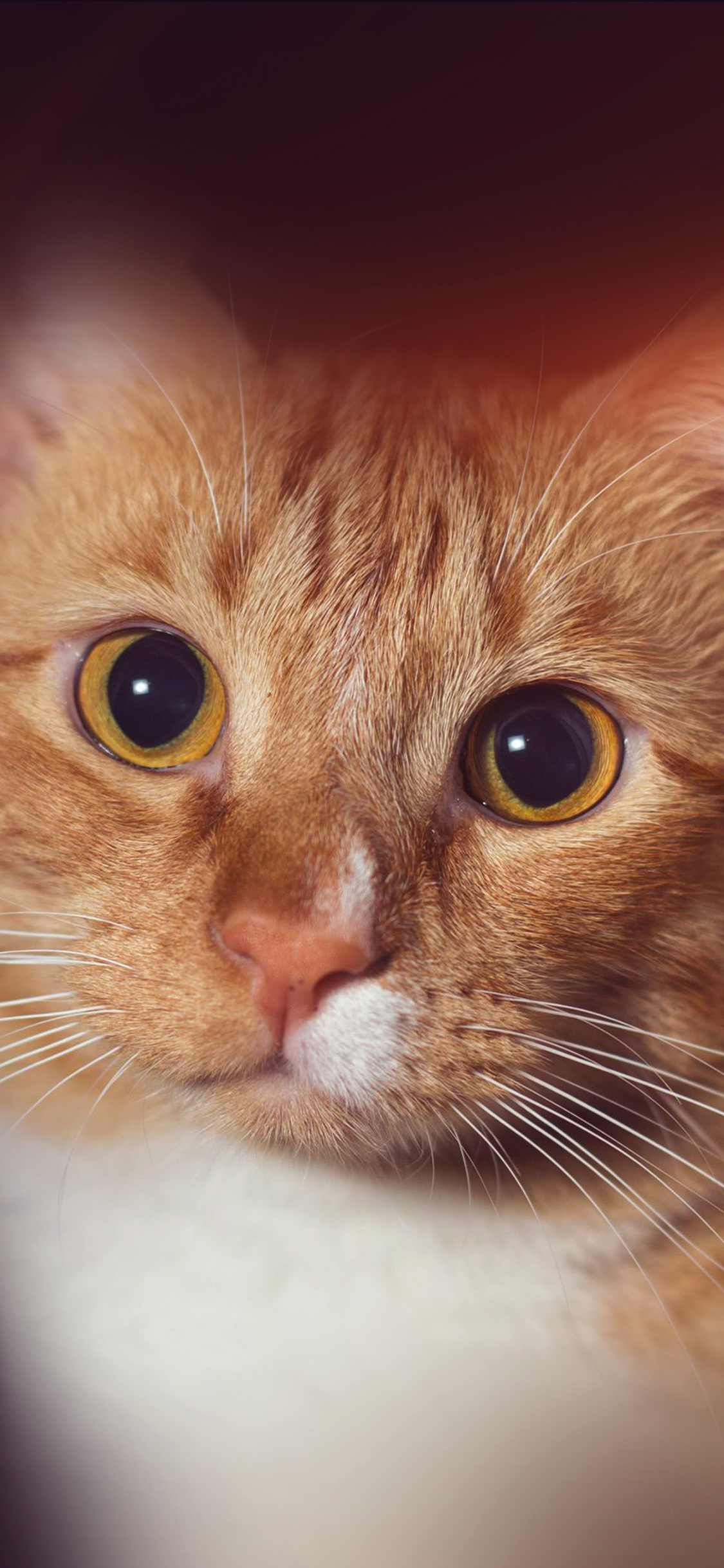 Cat Face Eye Animal Cute Nature