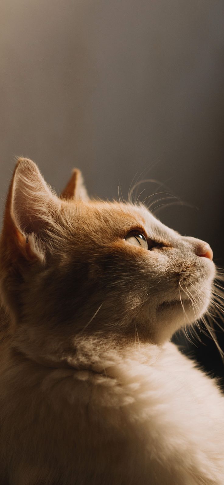 Cute Cat iPhone Wallpaper