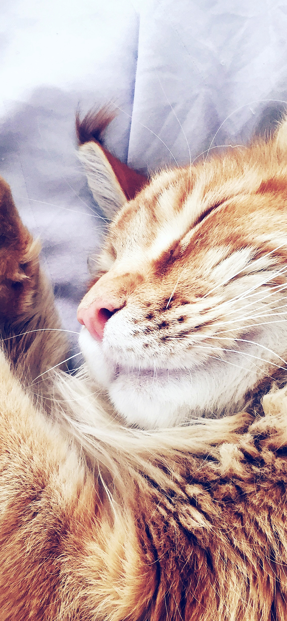 iPhone wallpaper. cat