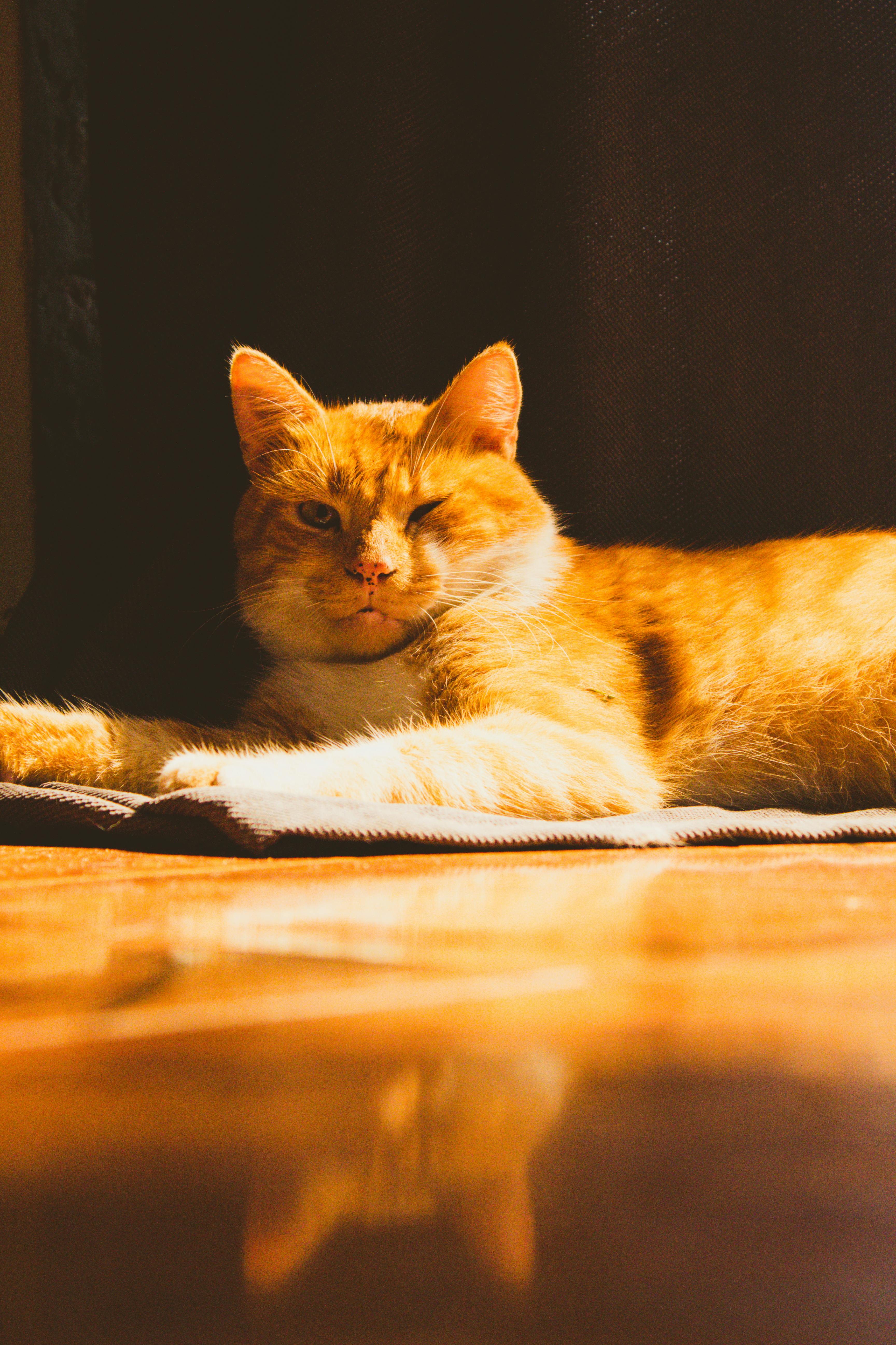 Orange Cat Lying in Sunlight