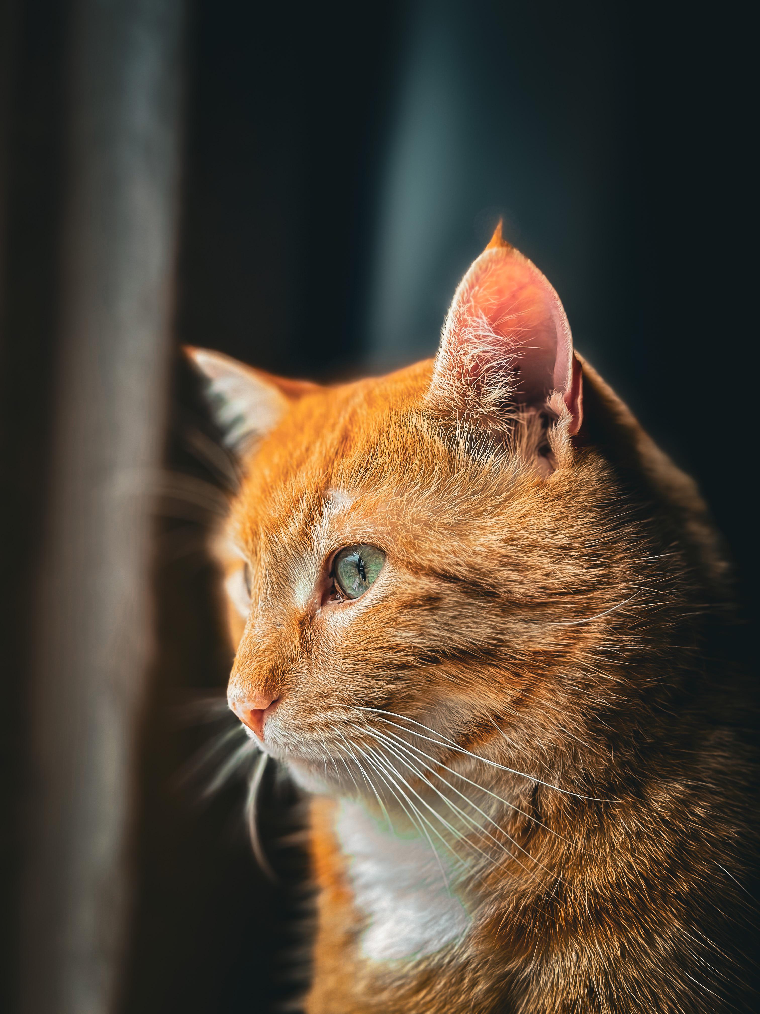 My cat iPhone 14 Pro + Lightroom, r