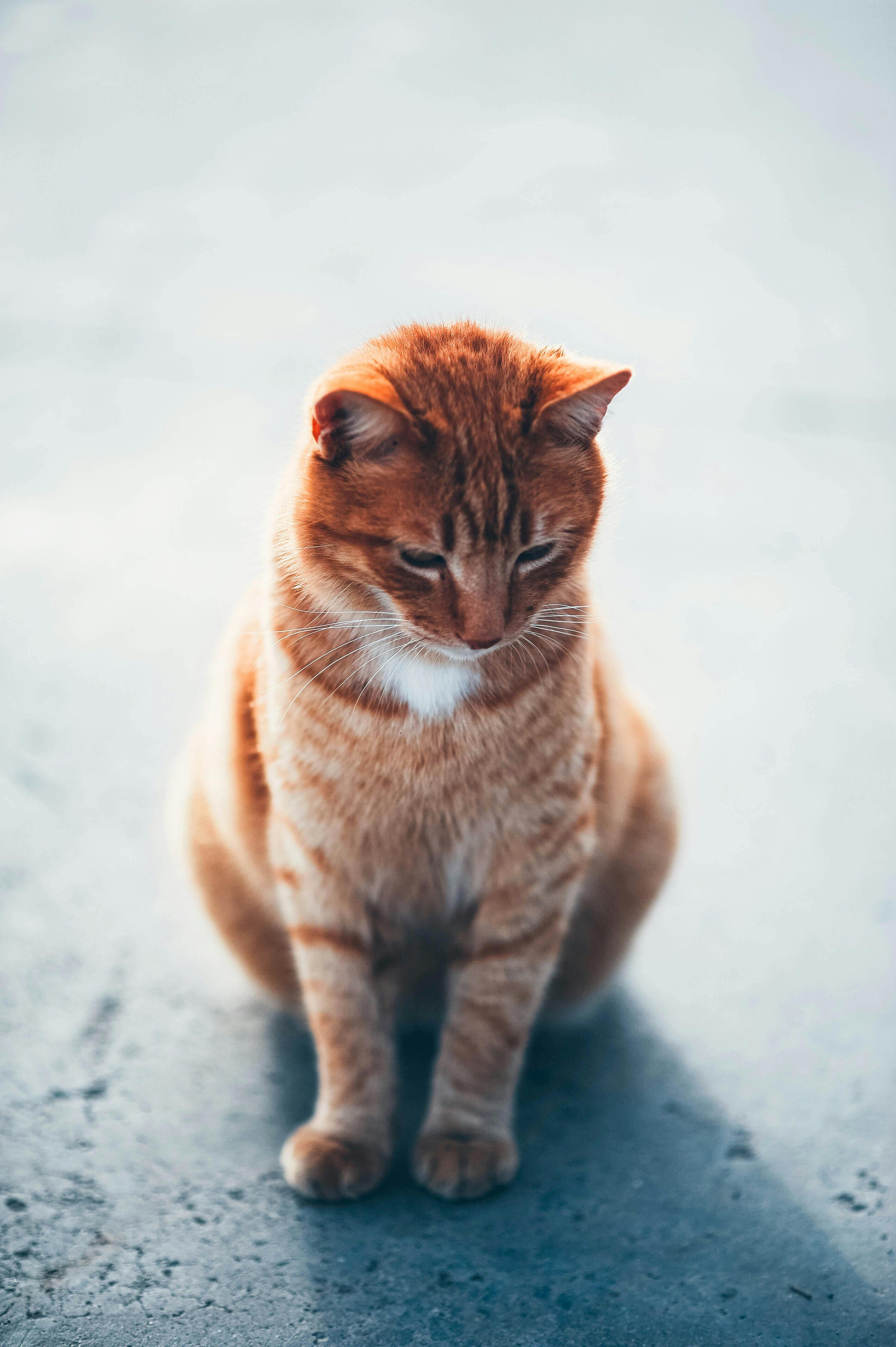 Orange Cat Sitting on the Floor · Free