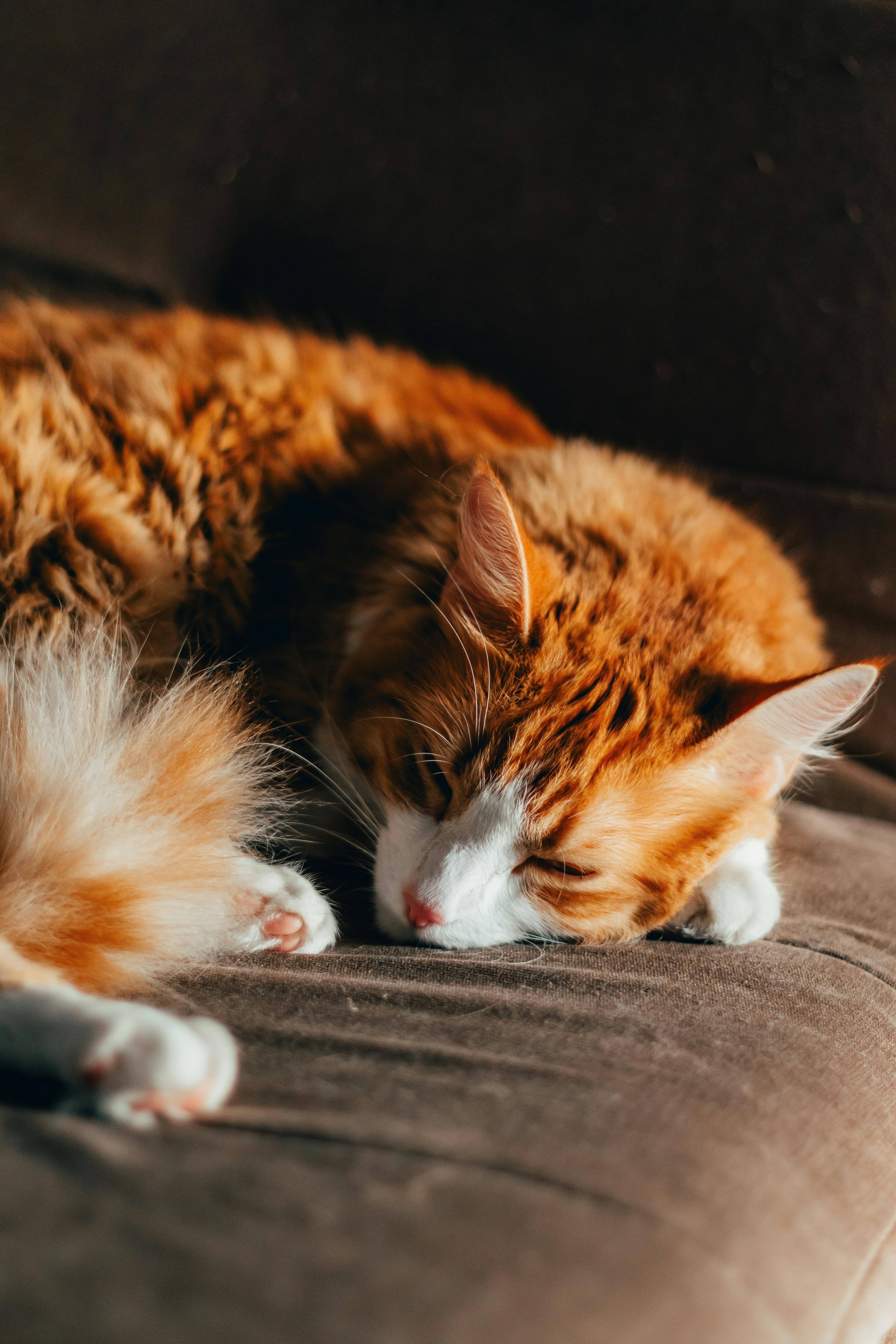A cat sleeping on a couch with its eyes