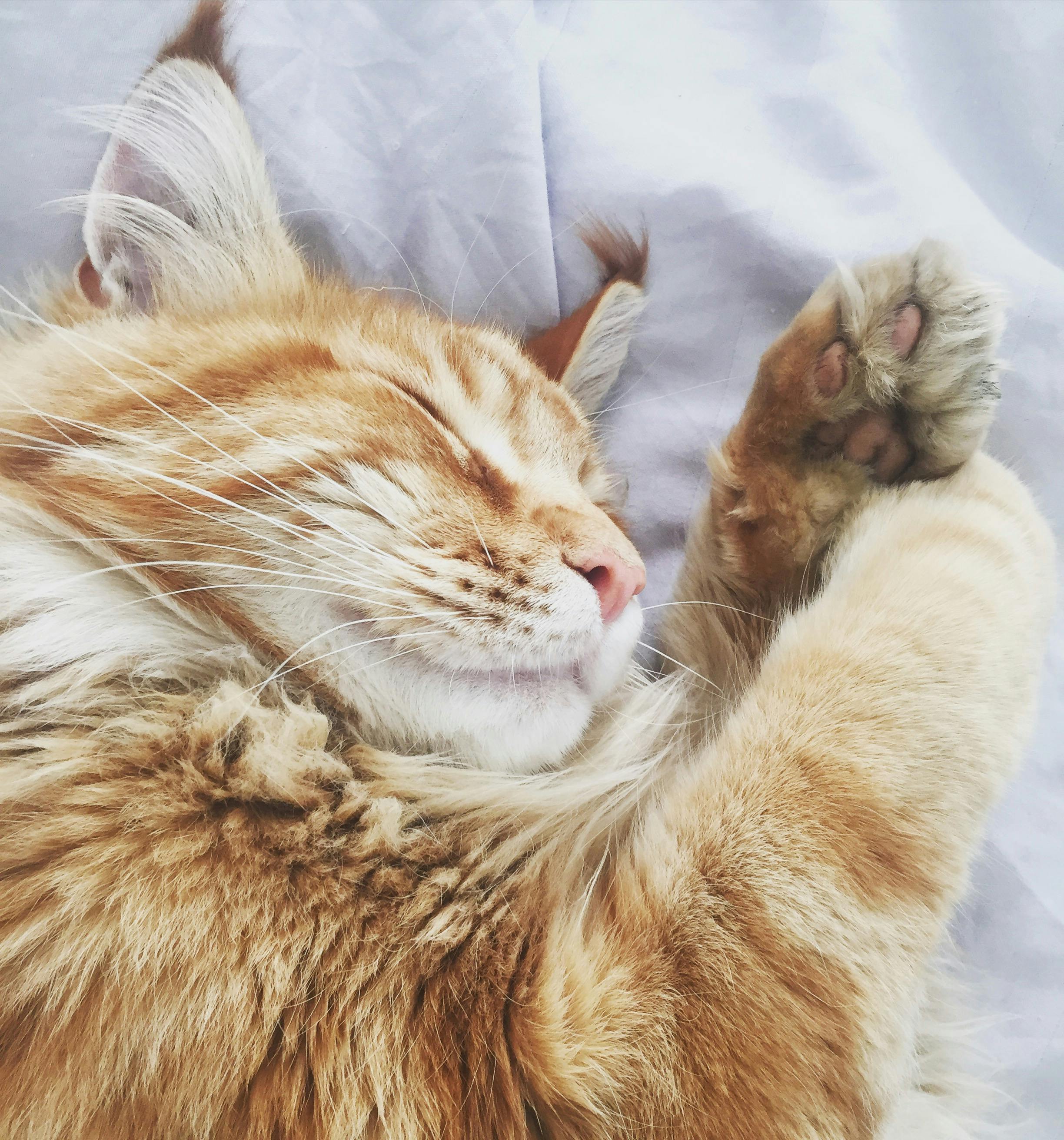 Sleeping Cat Photo, Download The BEST