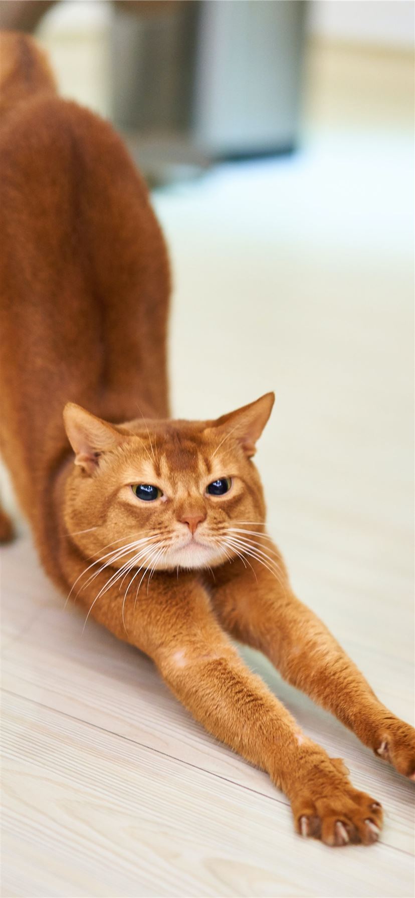 orange cat stretching on white surface